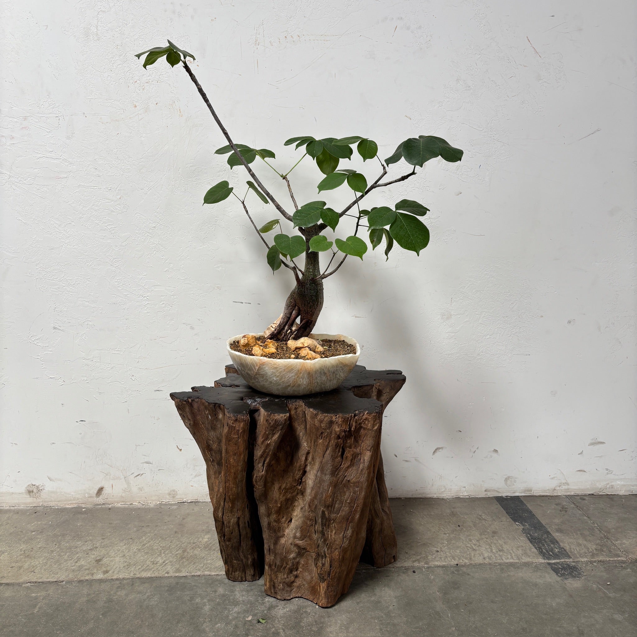 Shaing Brush Tree (Pseudobombax elipticum) + Onyx Vessel