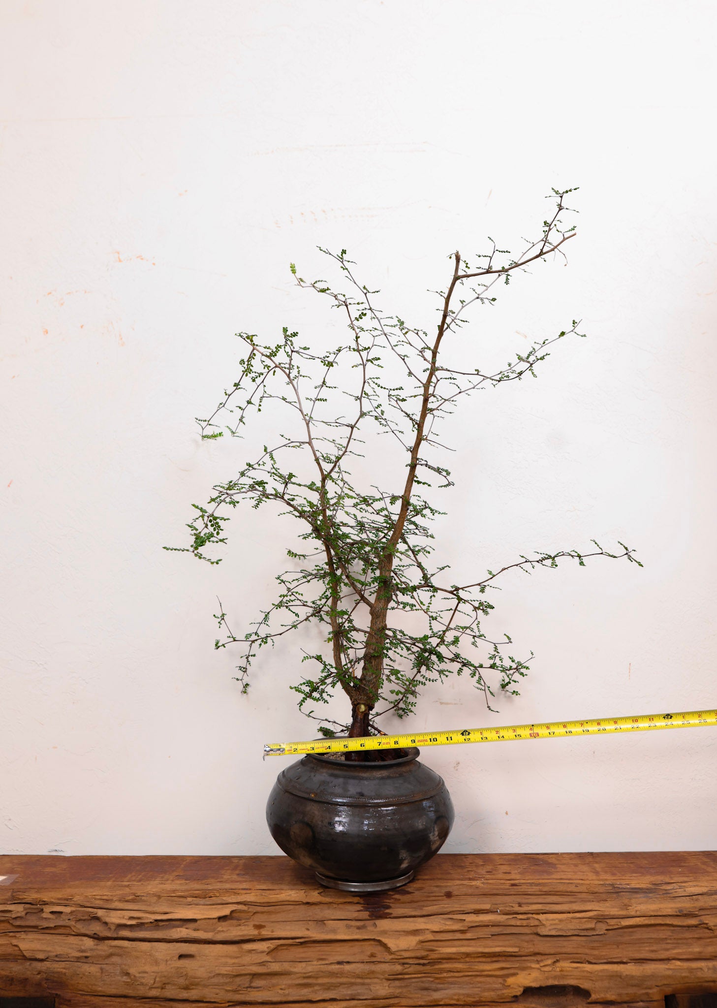 Indian Clay pot with Operculicarya Decaryi