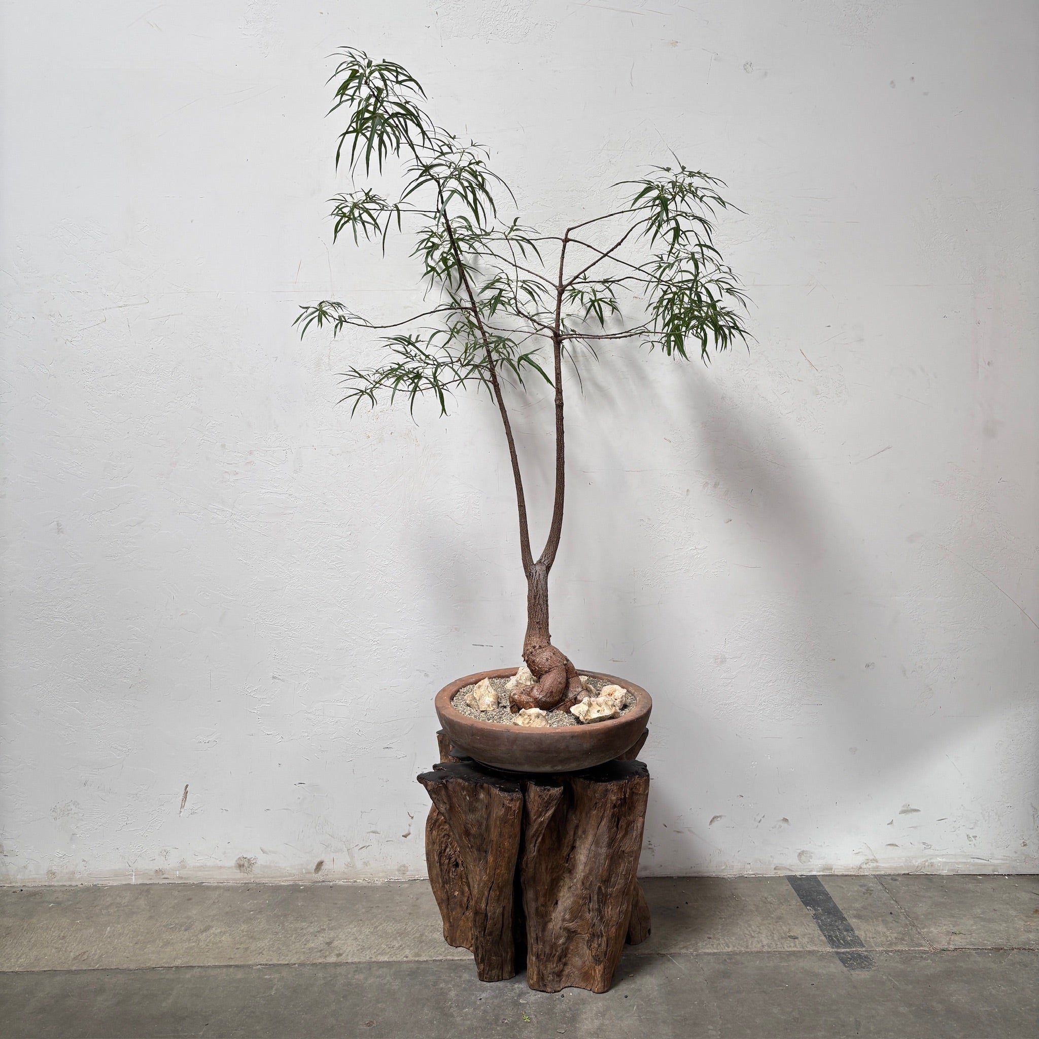 Australian Bottle Tree (Brachychiton rupestris) + Mexican Terracotta Planter