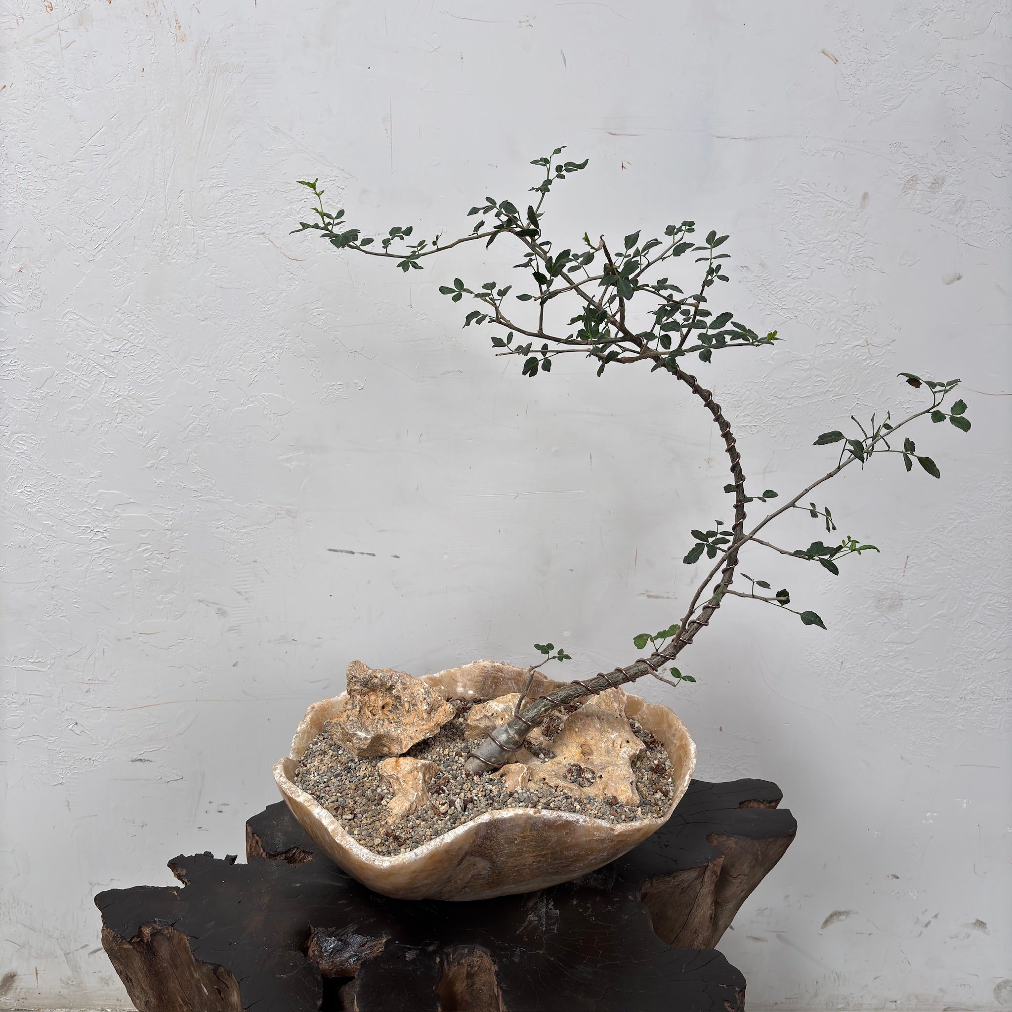 Copalwood Tree (Bursera fagaroides) + Onyx Planter