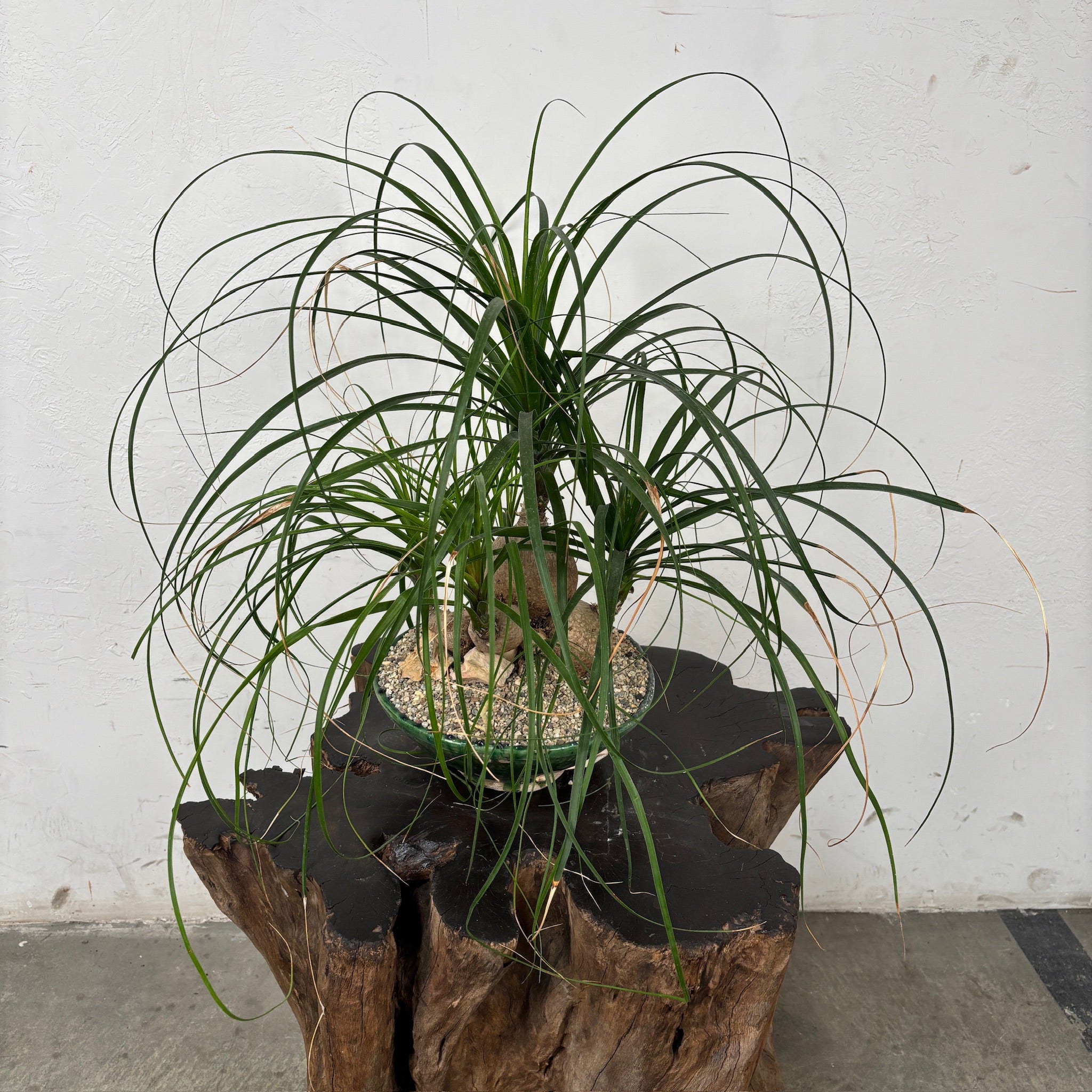 Ponytail palm (Beaucarnea recurvata) + Moroccan Tamegroute Planter