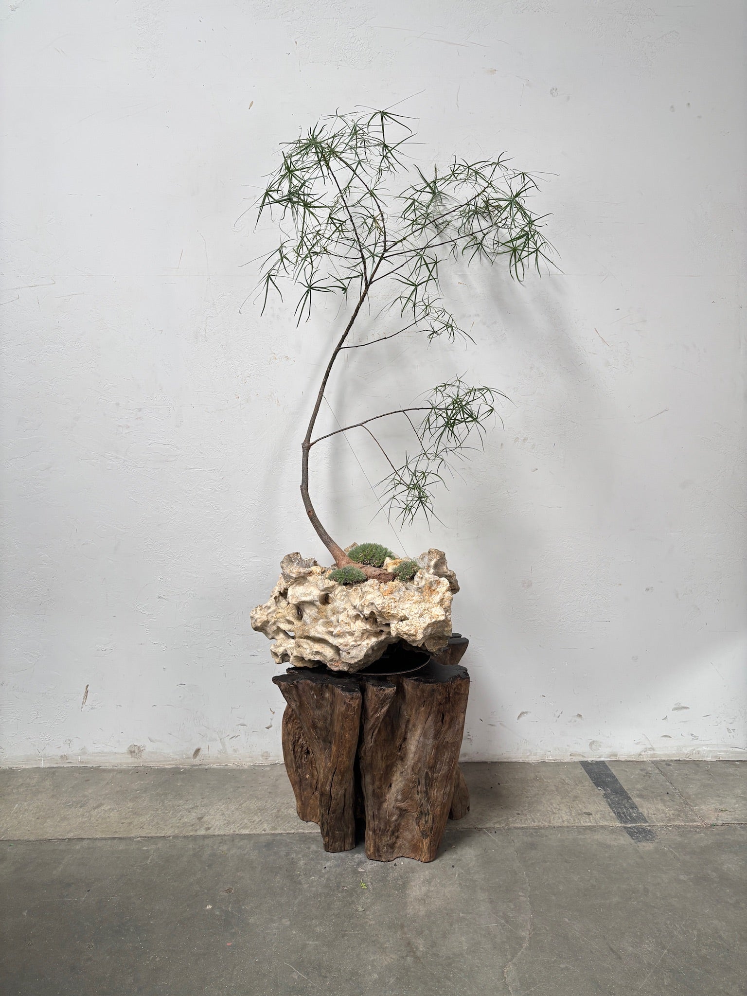 Australian Bottle Tree (Brachychiton rupestris) + Coral Stone Planter