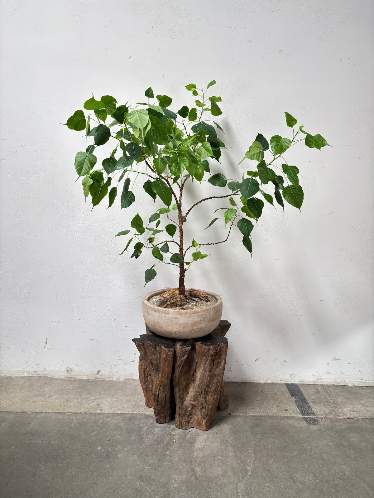 Sacred Fig (Ficus religiosa) + Vietnamese Terracotta Planter