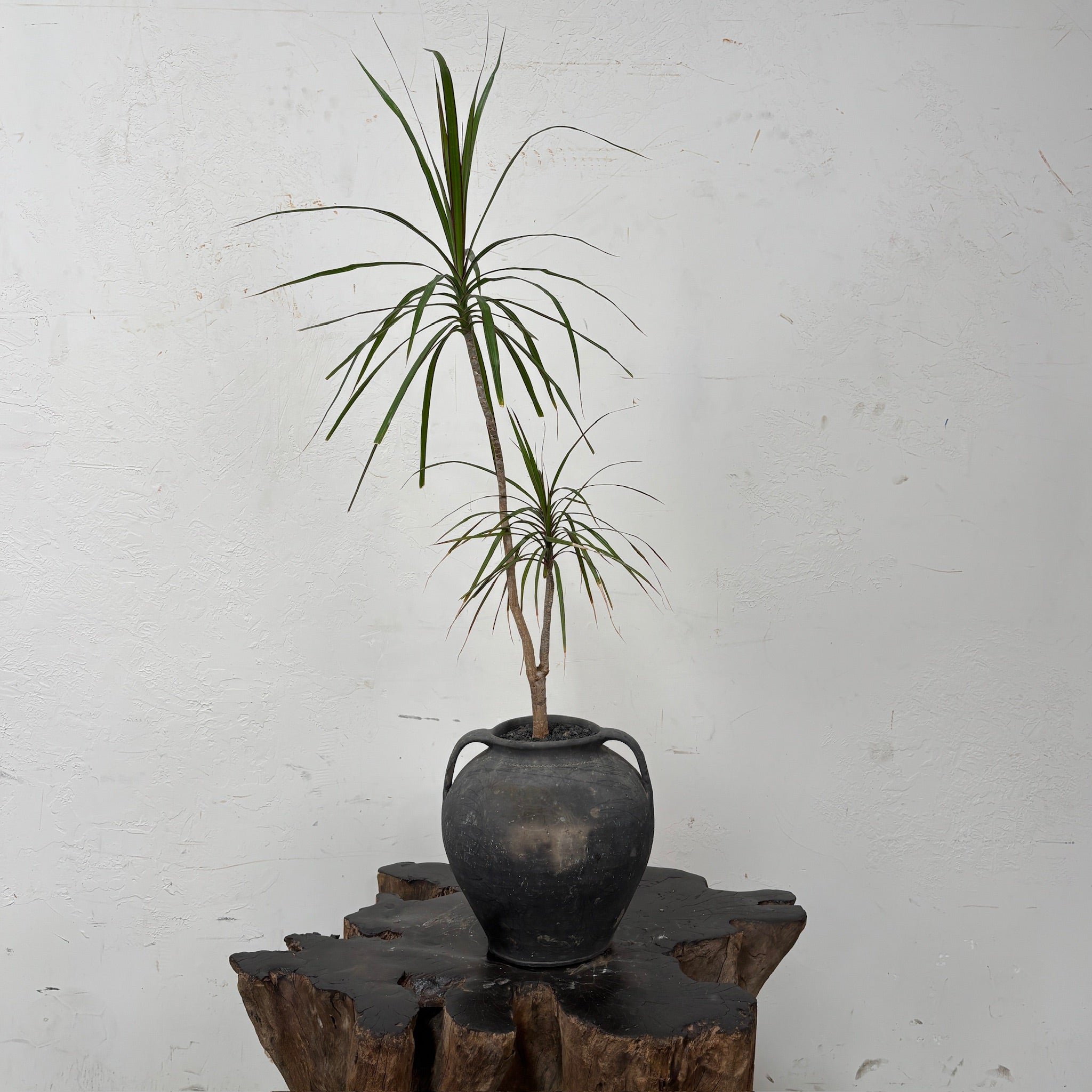Dragon Tree (Dracaena marginata) + Antique Moldovan Oil Jar
