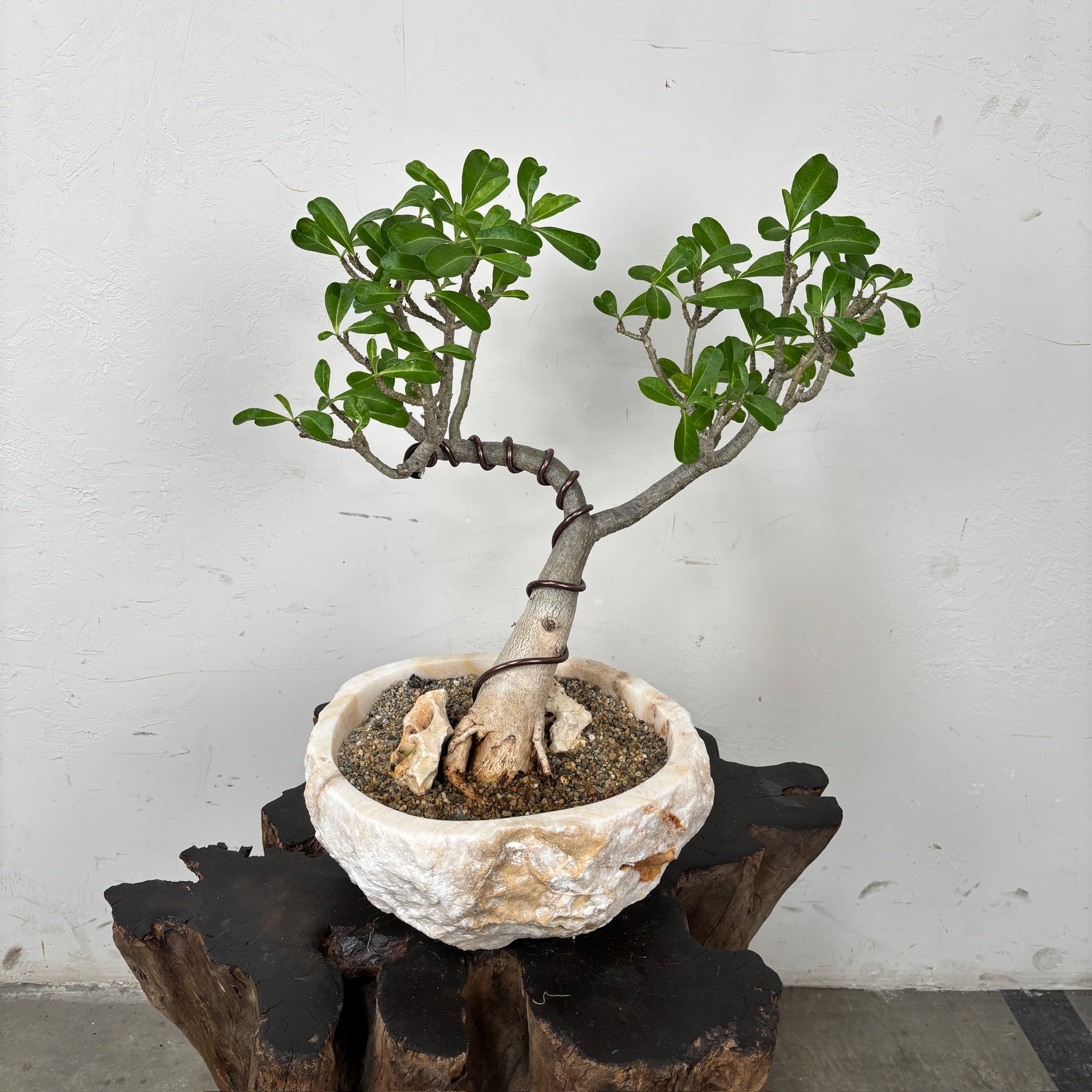 Desert Rose (Adenium arabicum) + Onyx Planter