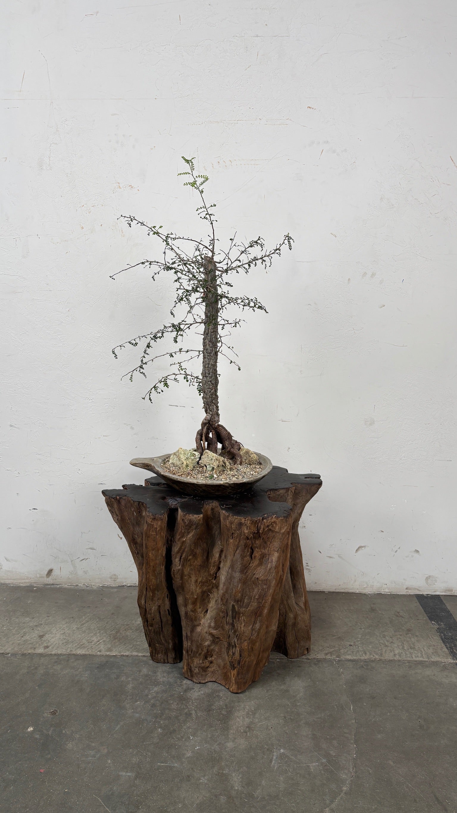 Madagascar Elephant Tree (Operculicarya decaryi) + Kundi Stone Vessel