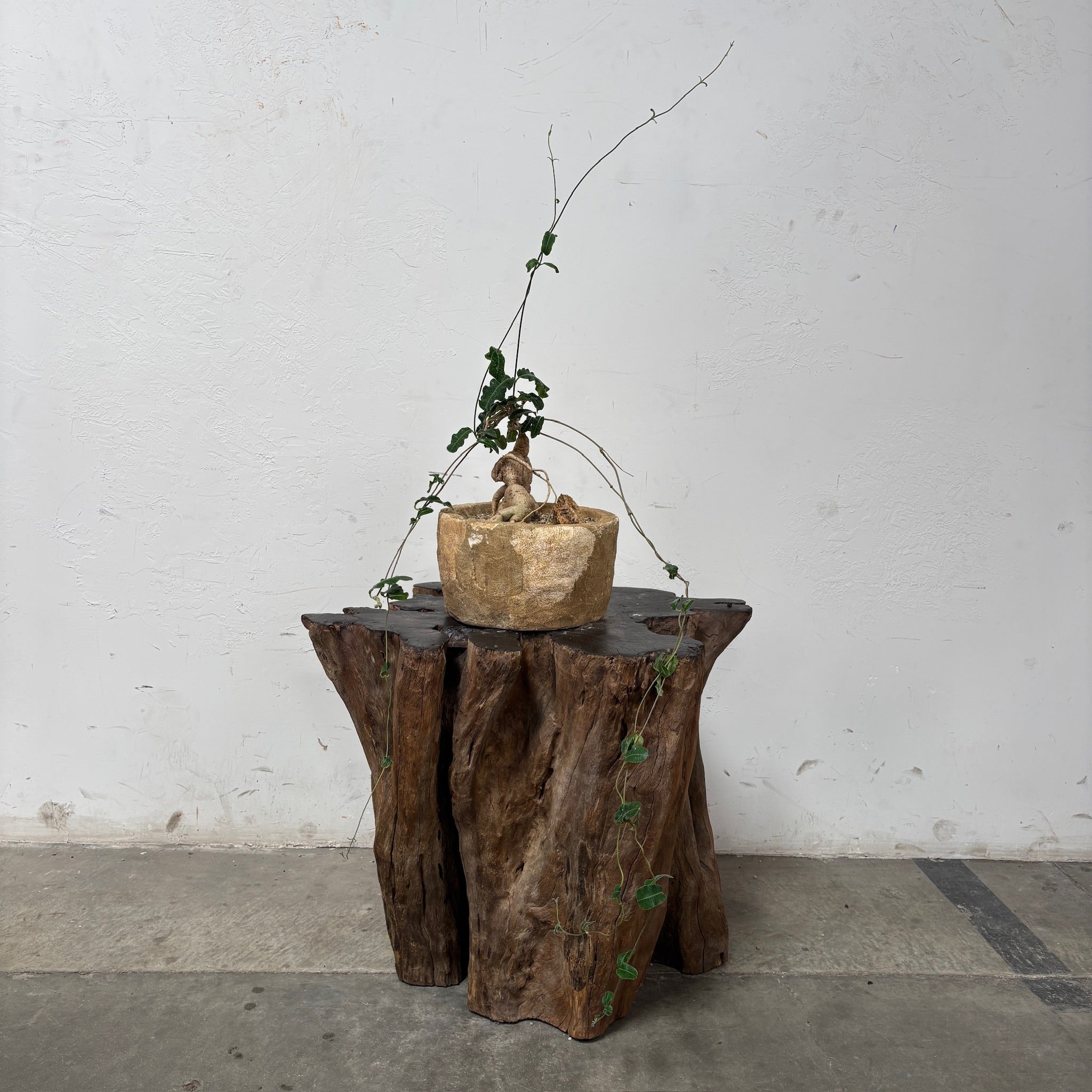 Fockea multiflora + Limestone Planter