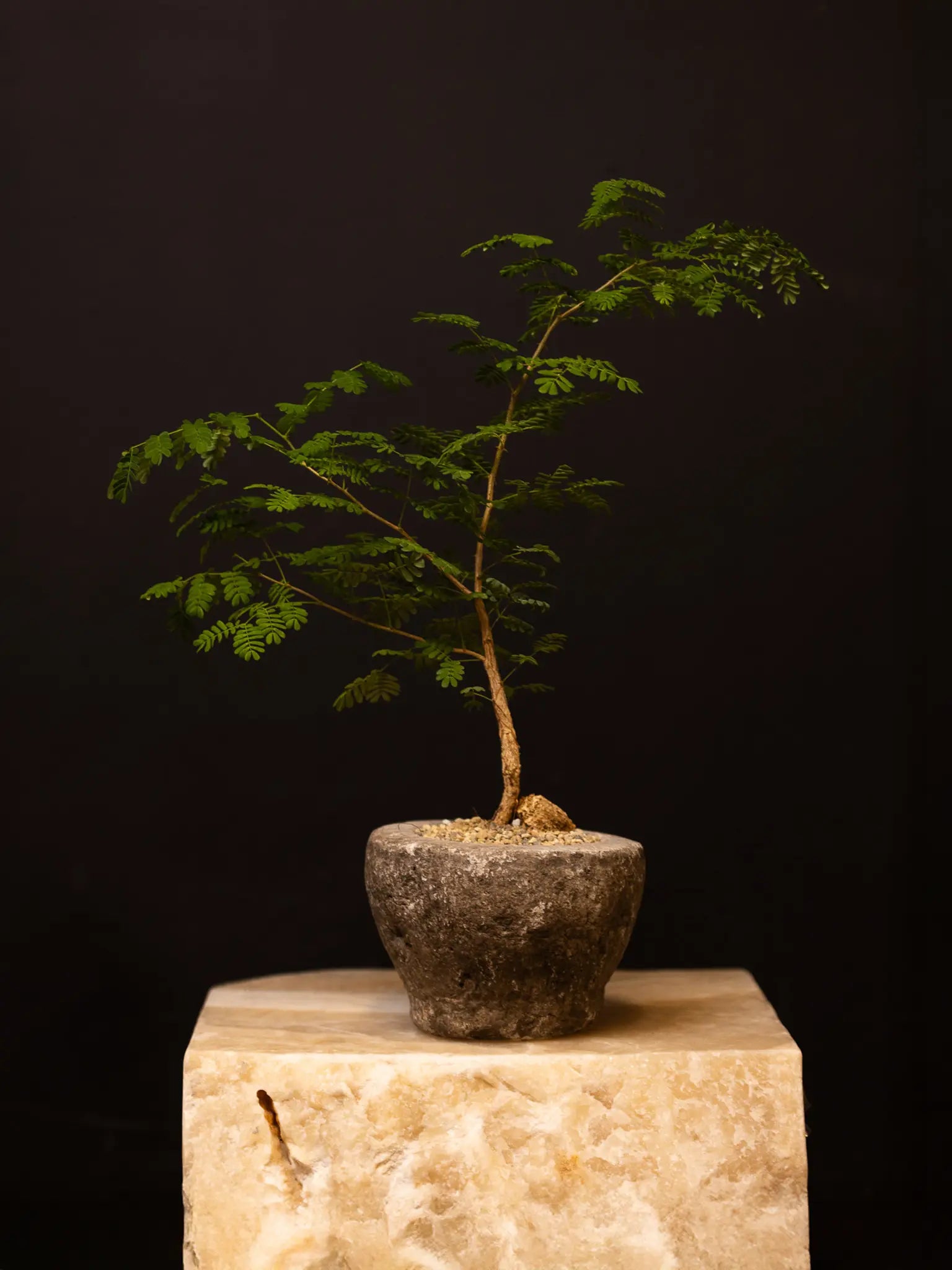 Baby Daddy Acacia Burkei