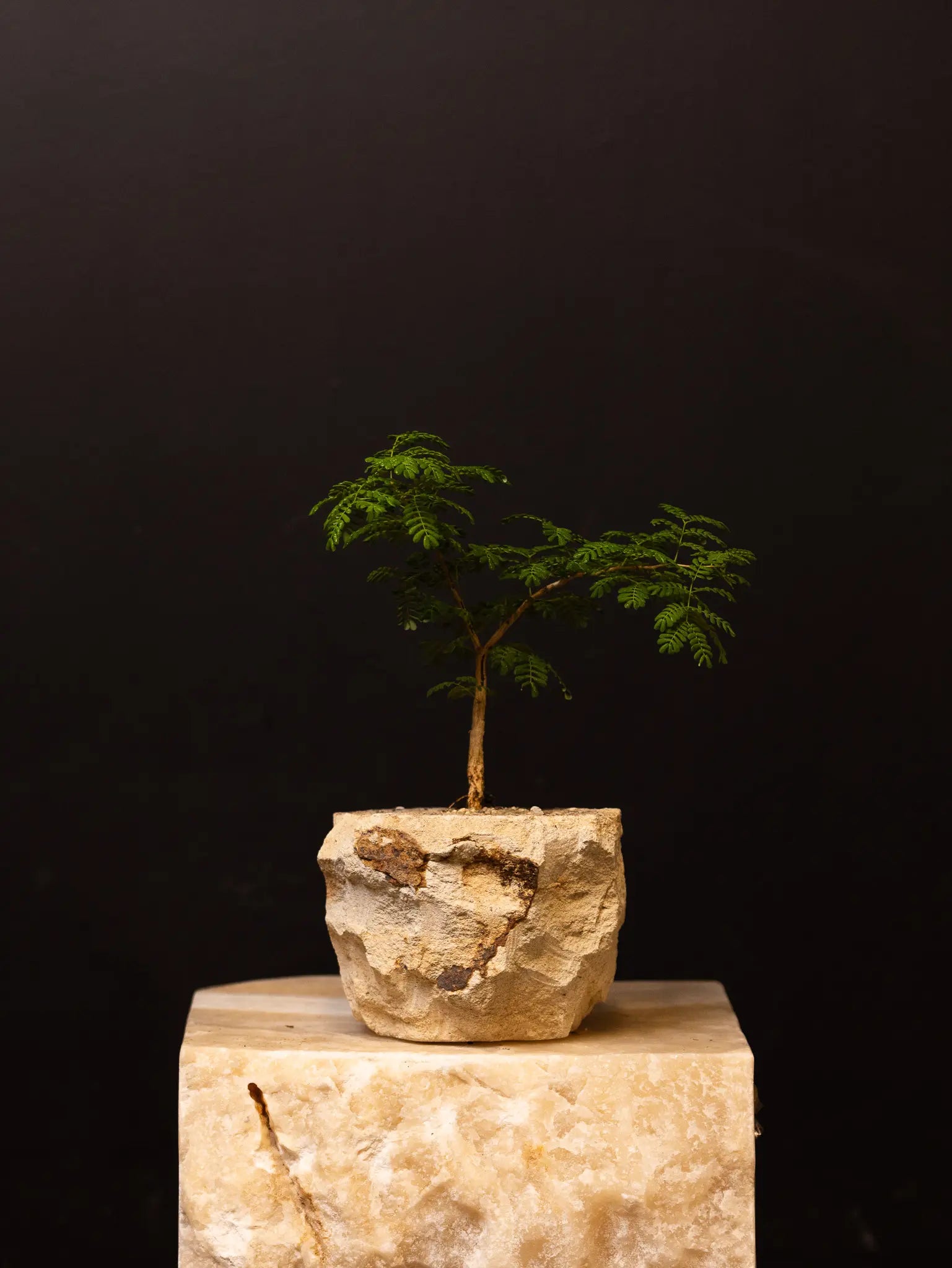 Baby Daddy Acacia Burkei