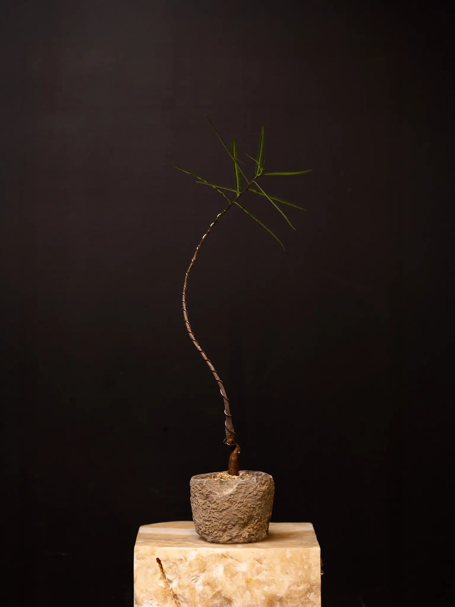 Baby Daddy Brachychiton Rupestris