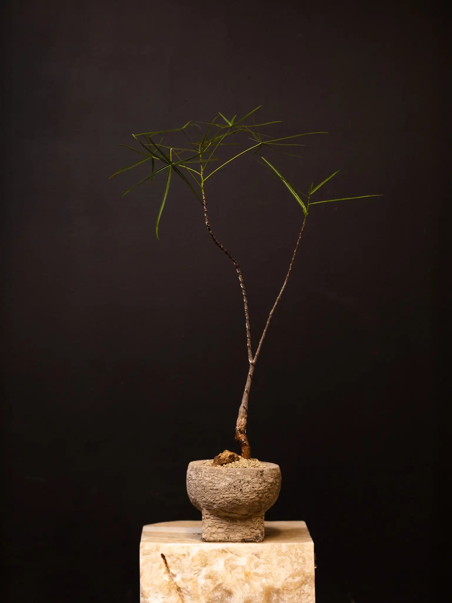 Baby Daddy Brachychiton Rupestris