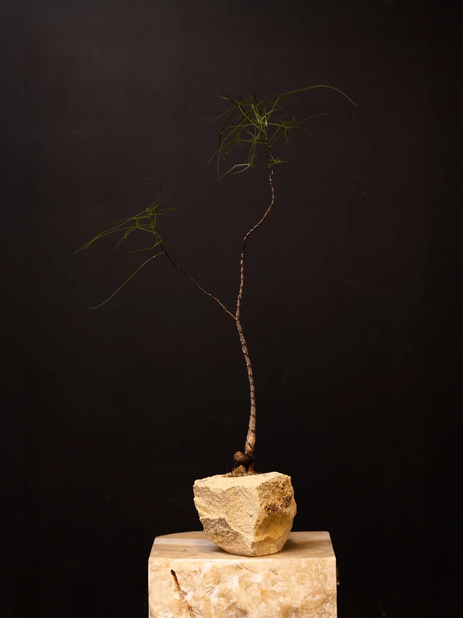 Baby Daddy Brachychiton Rupestris