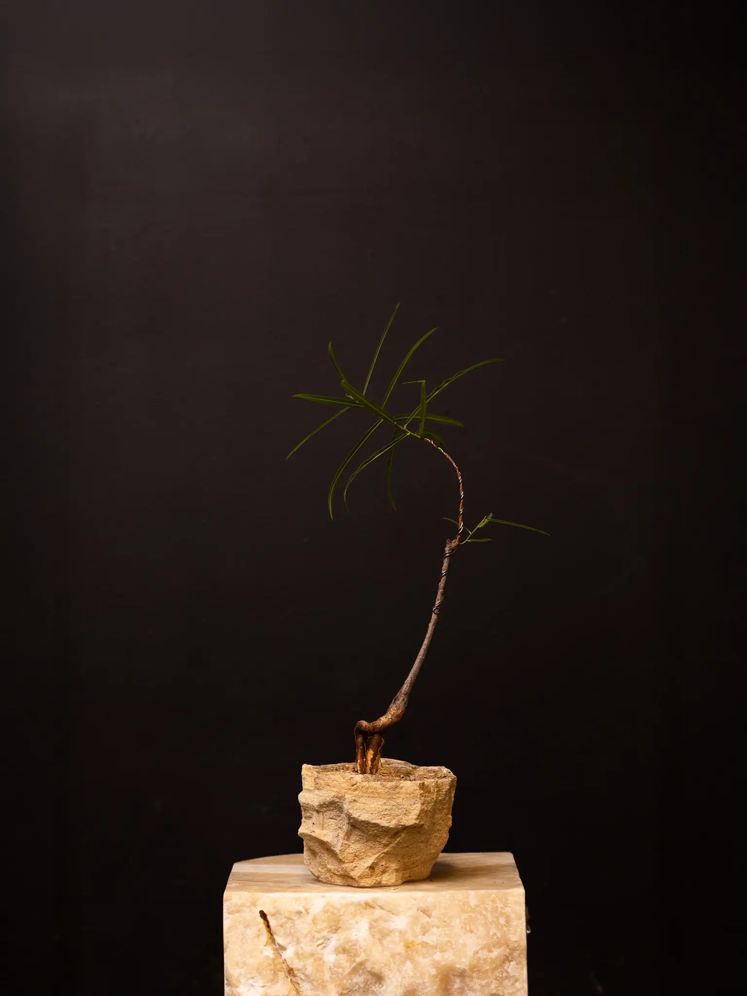 Baby Daddy Brachychiton Rupestris