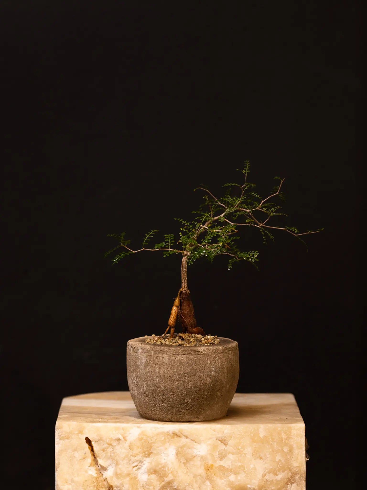 Baby Daddy Operculicarya Decaryi