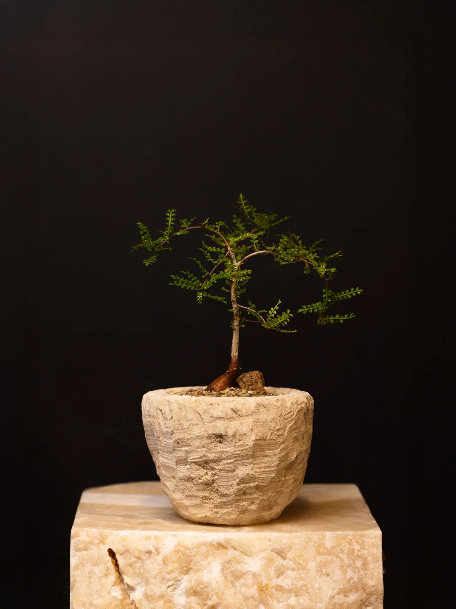 Baby Daddy Operculicarya Decaryi