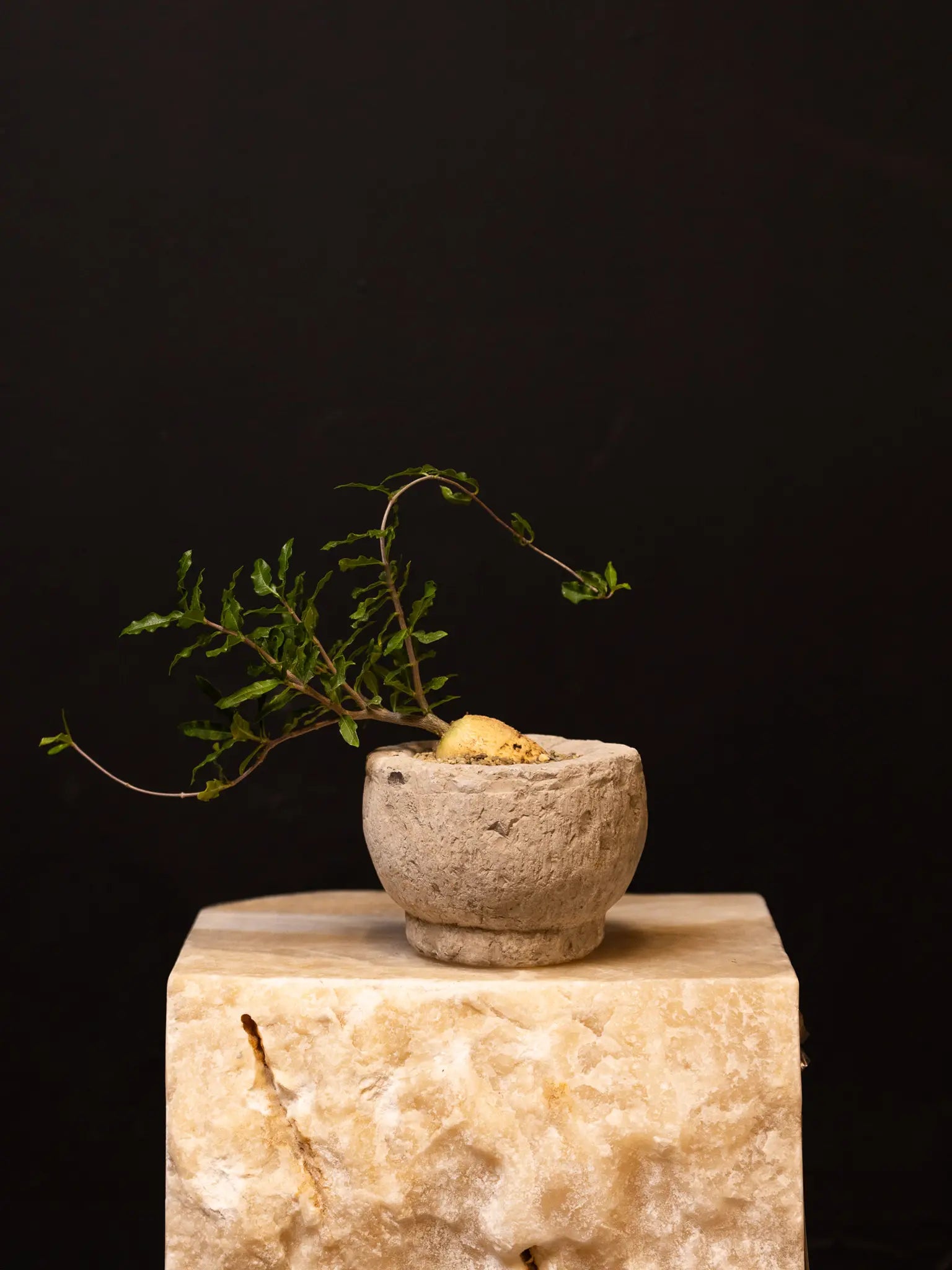 Baby Daddy Fockea Crispa