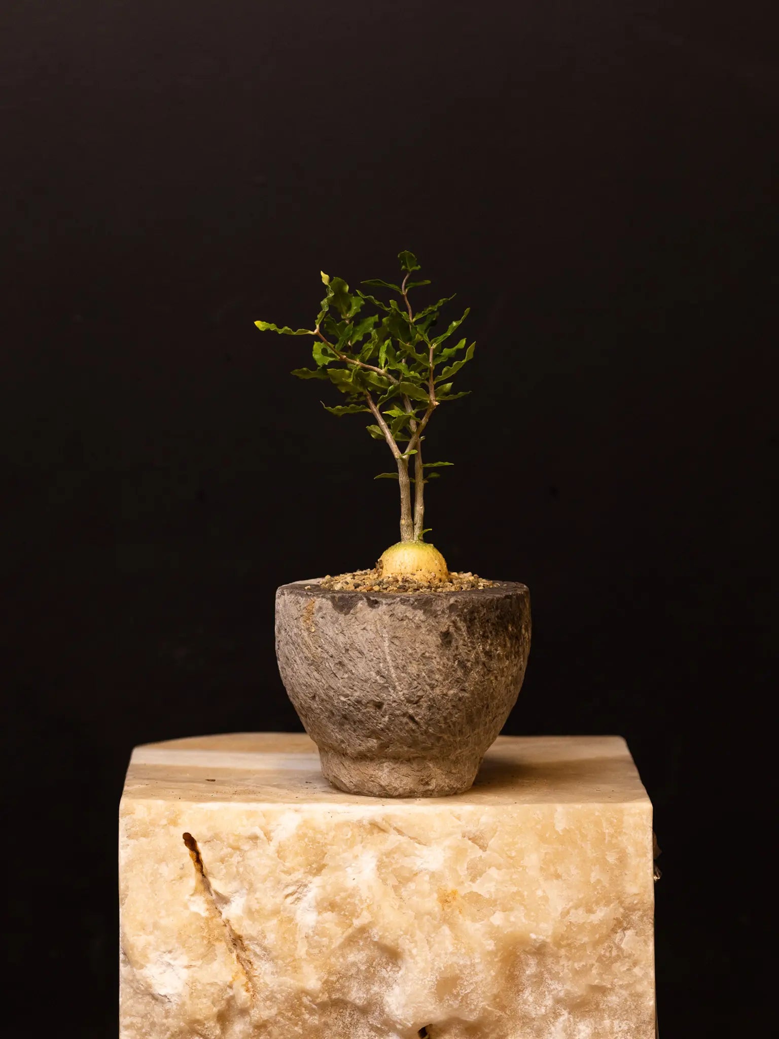 Baby Daddy Fockea Crispa