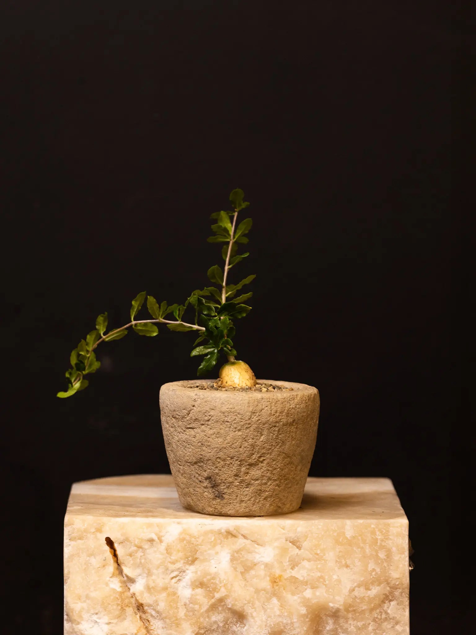 Baby Daddy Fockea Crispa