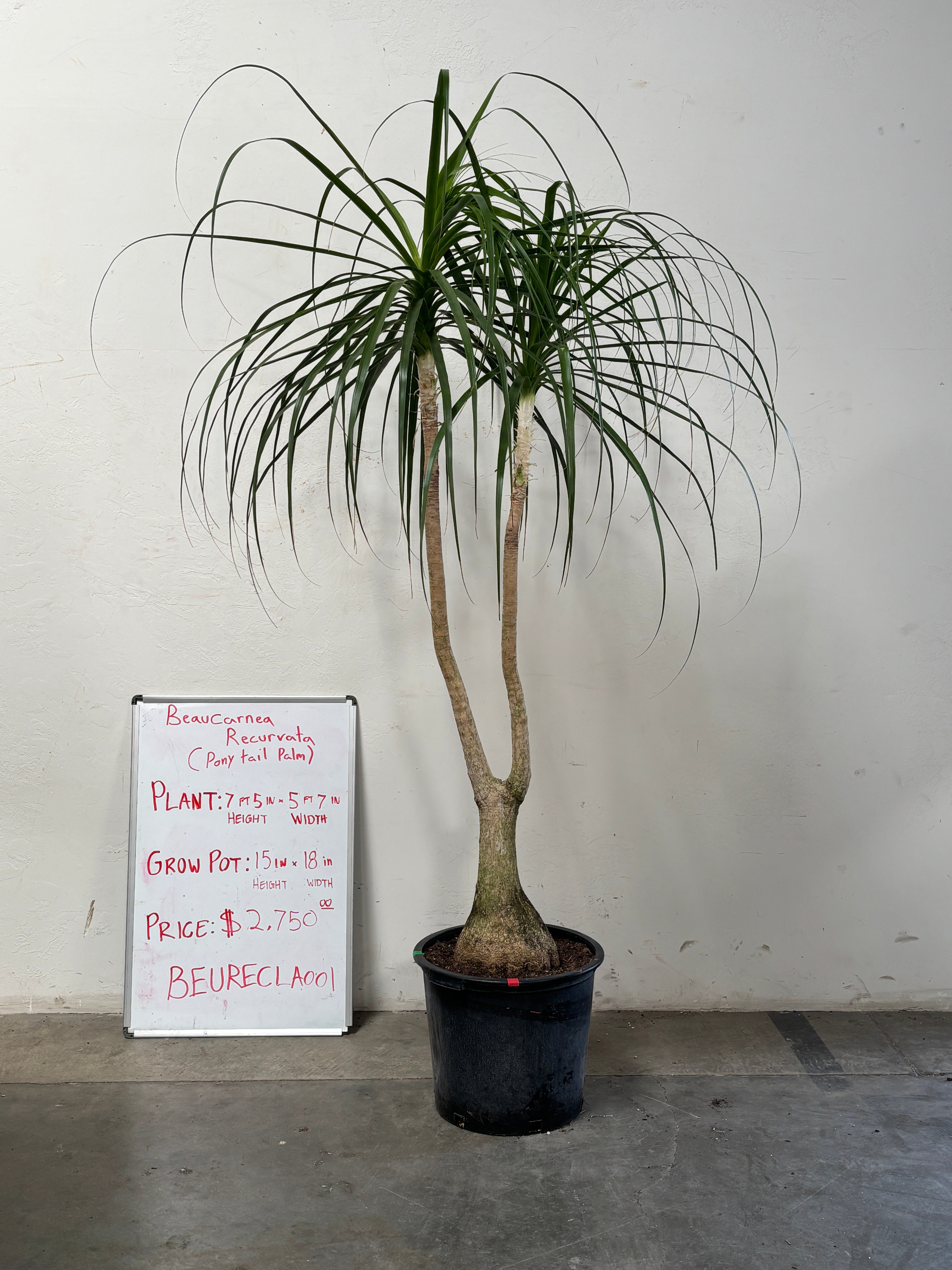 Beaucarnea Recurvata BEAURECLA001