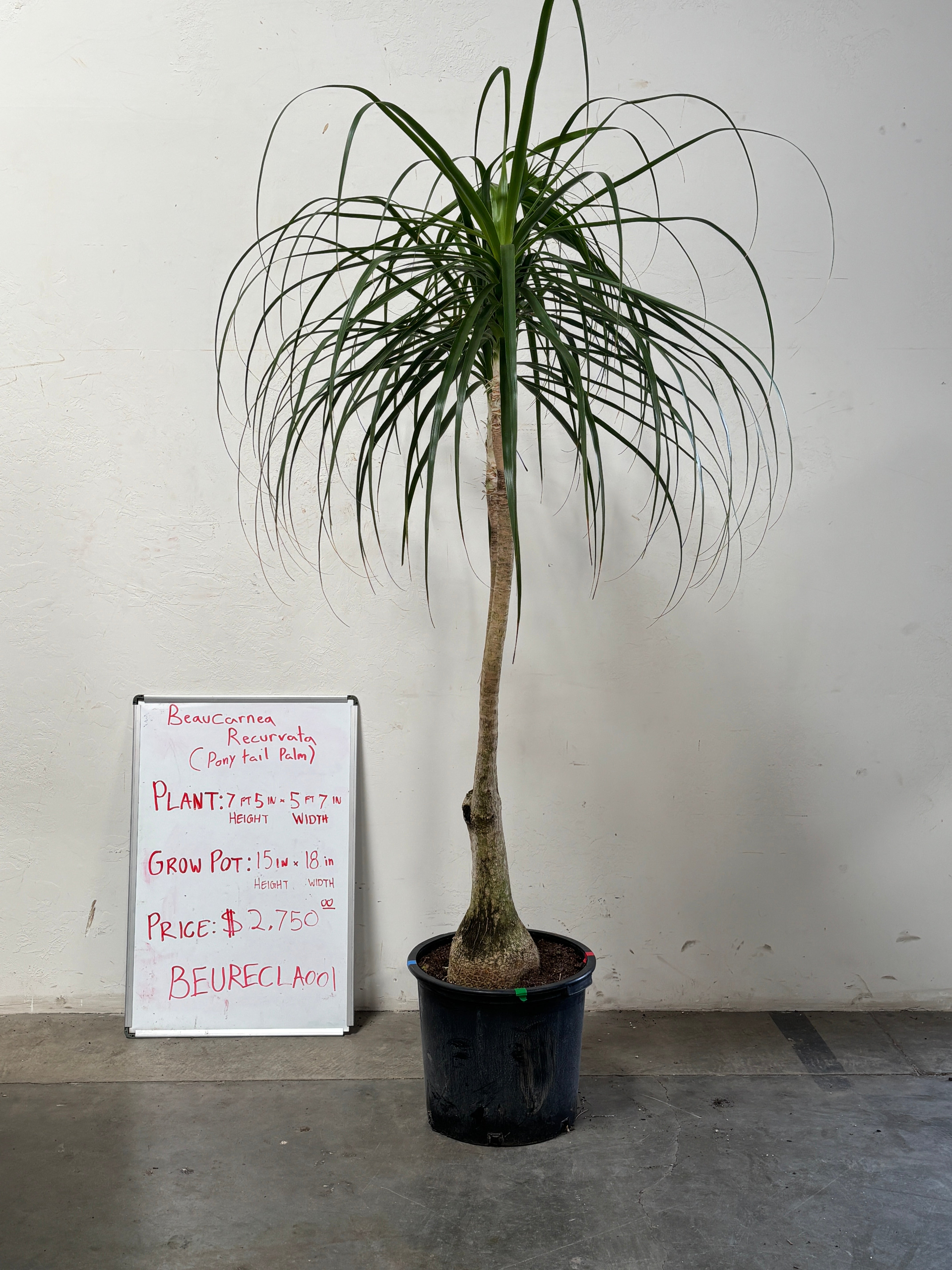 Beaucarnea Recurvata BEAURECLA001