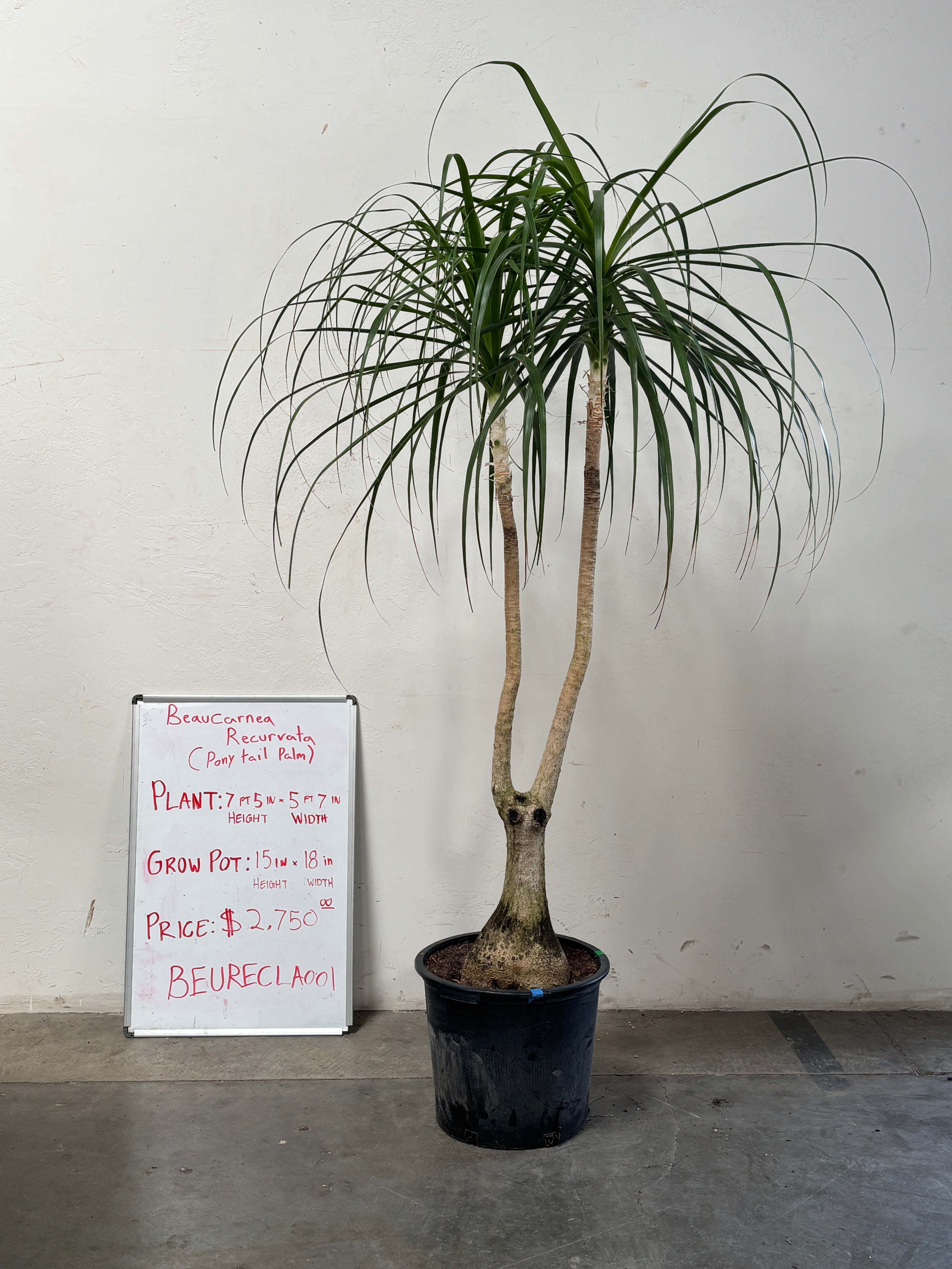 Beaucarnea Recurvata BEAURECLA001
