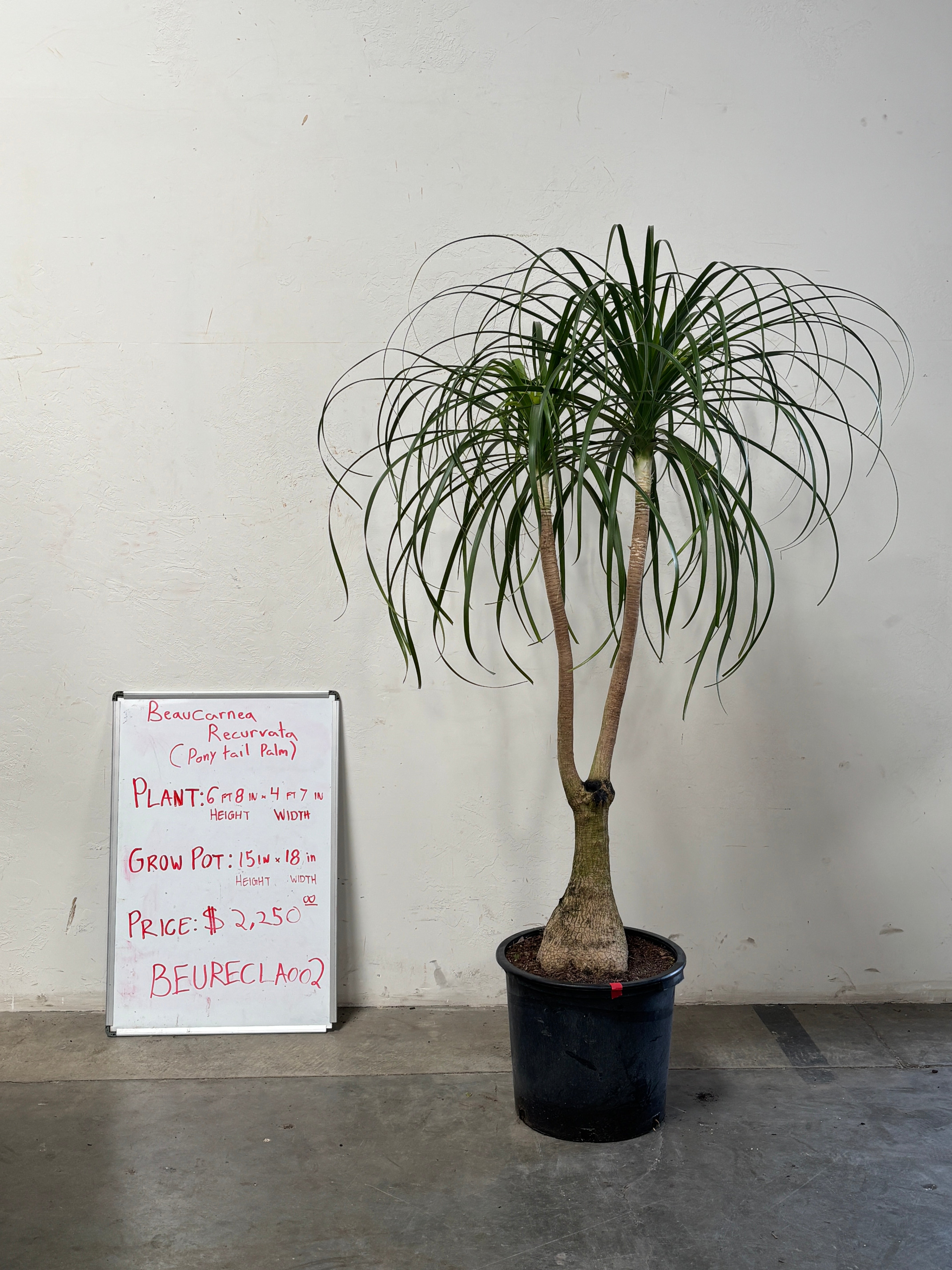 Beaucarnea Recurvata BEAURECLA002