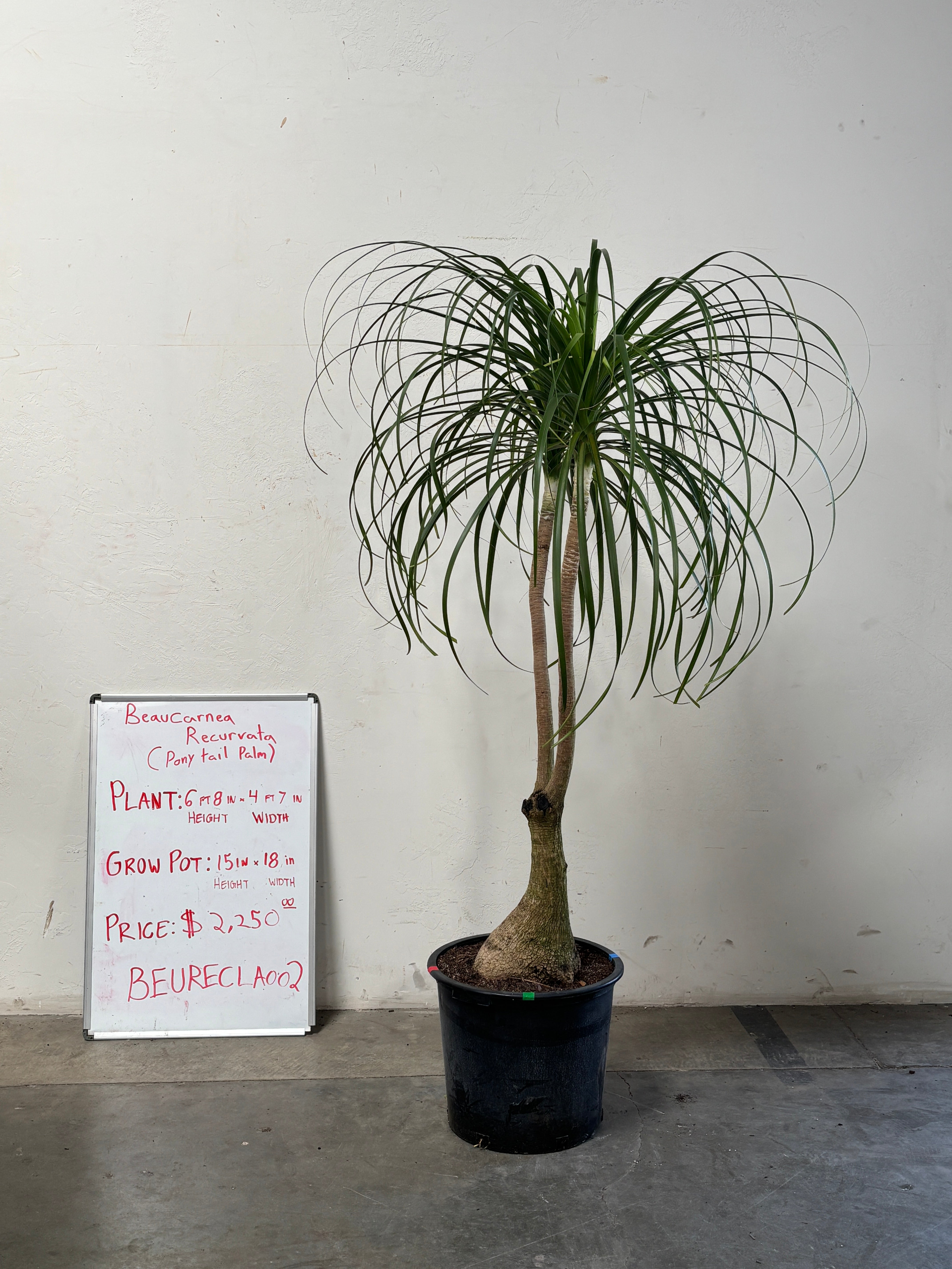 Beaucarnea Recurvata BEAURECLA002