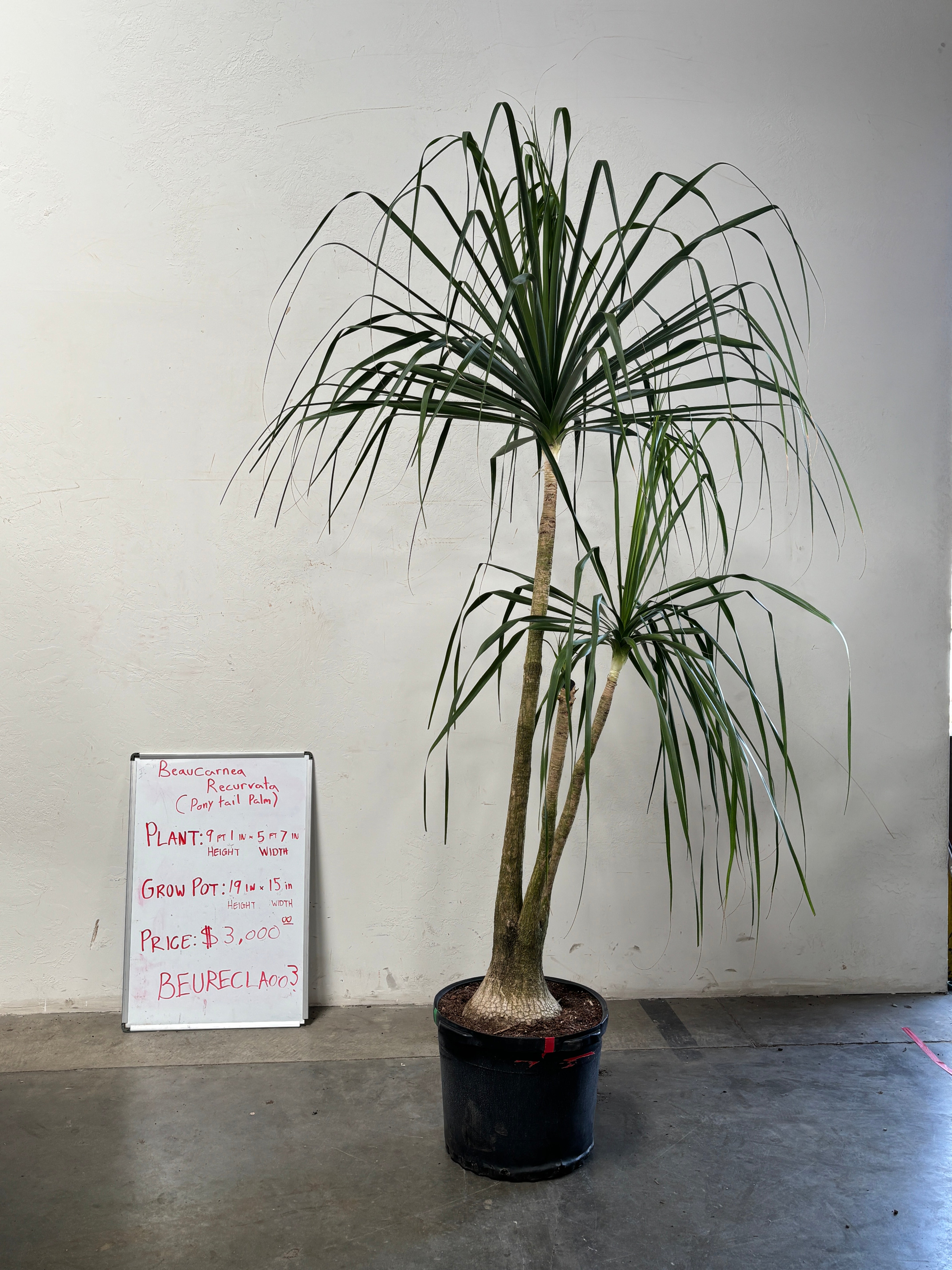 Beaucarnea Recurvata BEAURECLA003