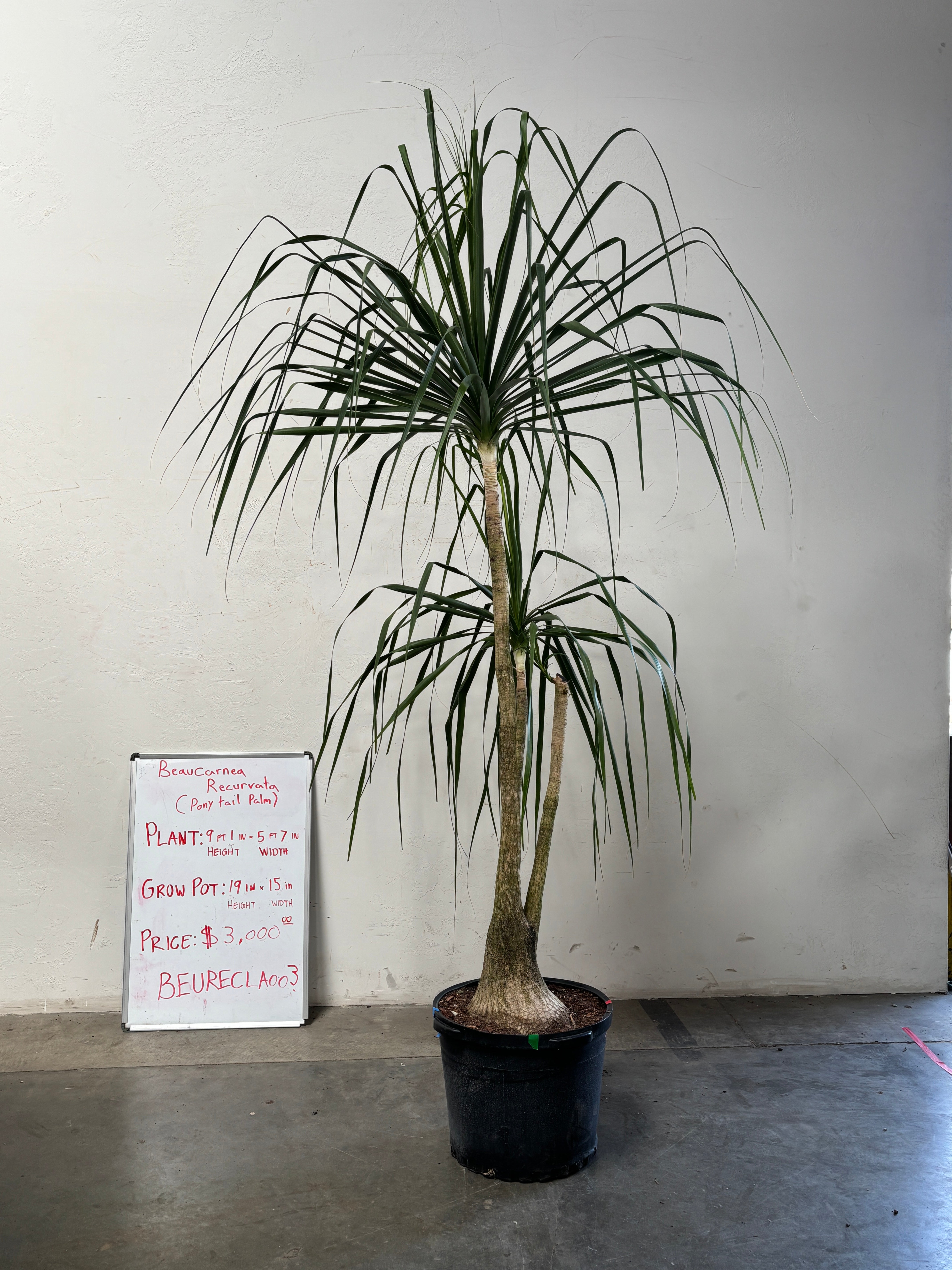 Beaucarnea Recurvata BEAURECLA003