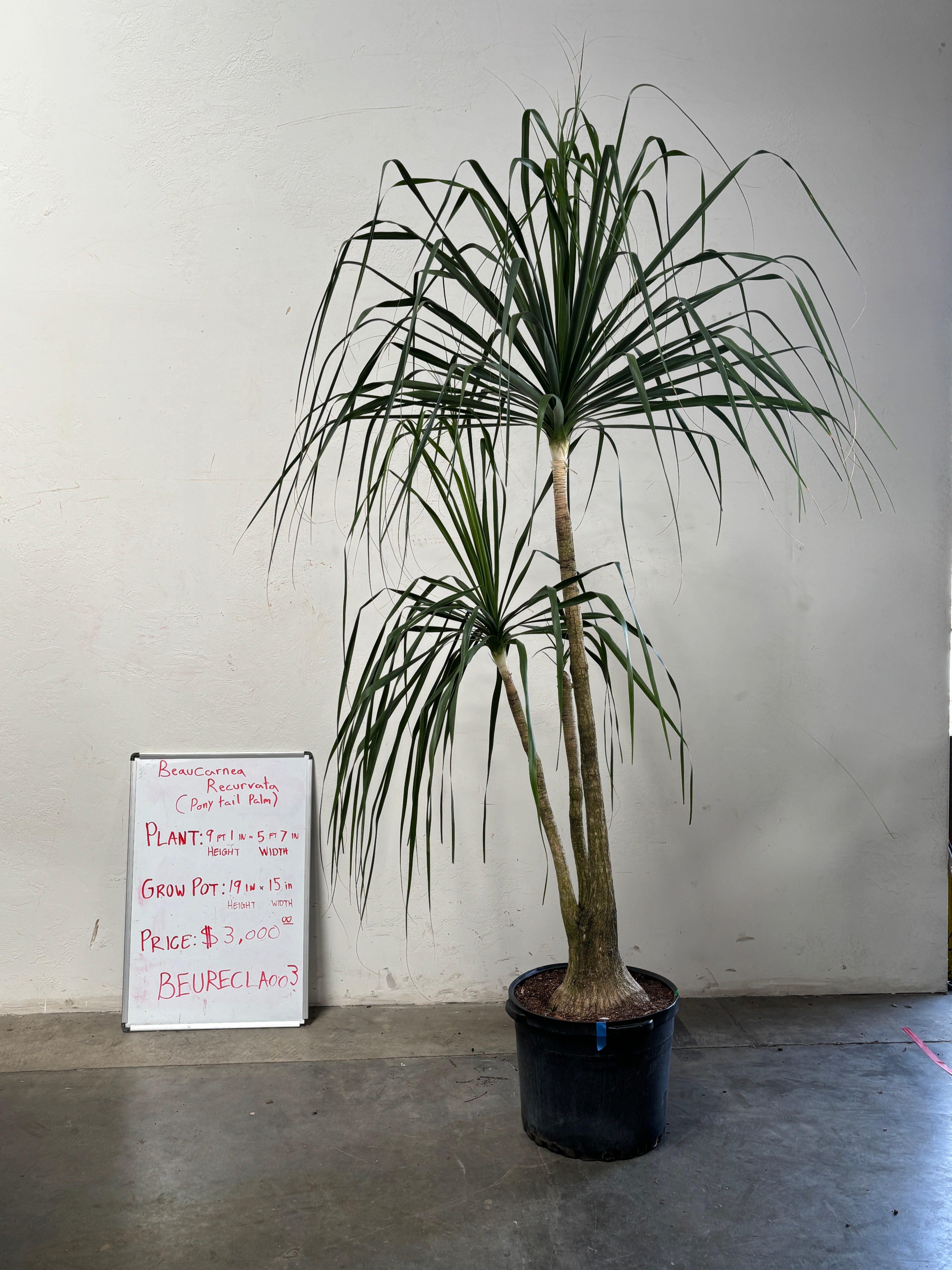 Beaucarnea Recurvata BEAURECLA003