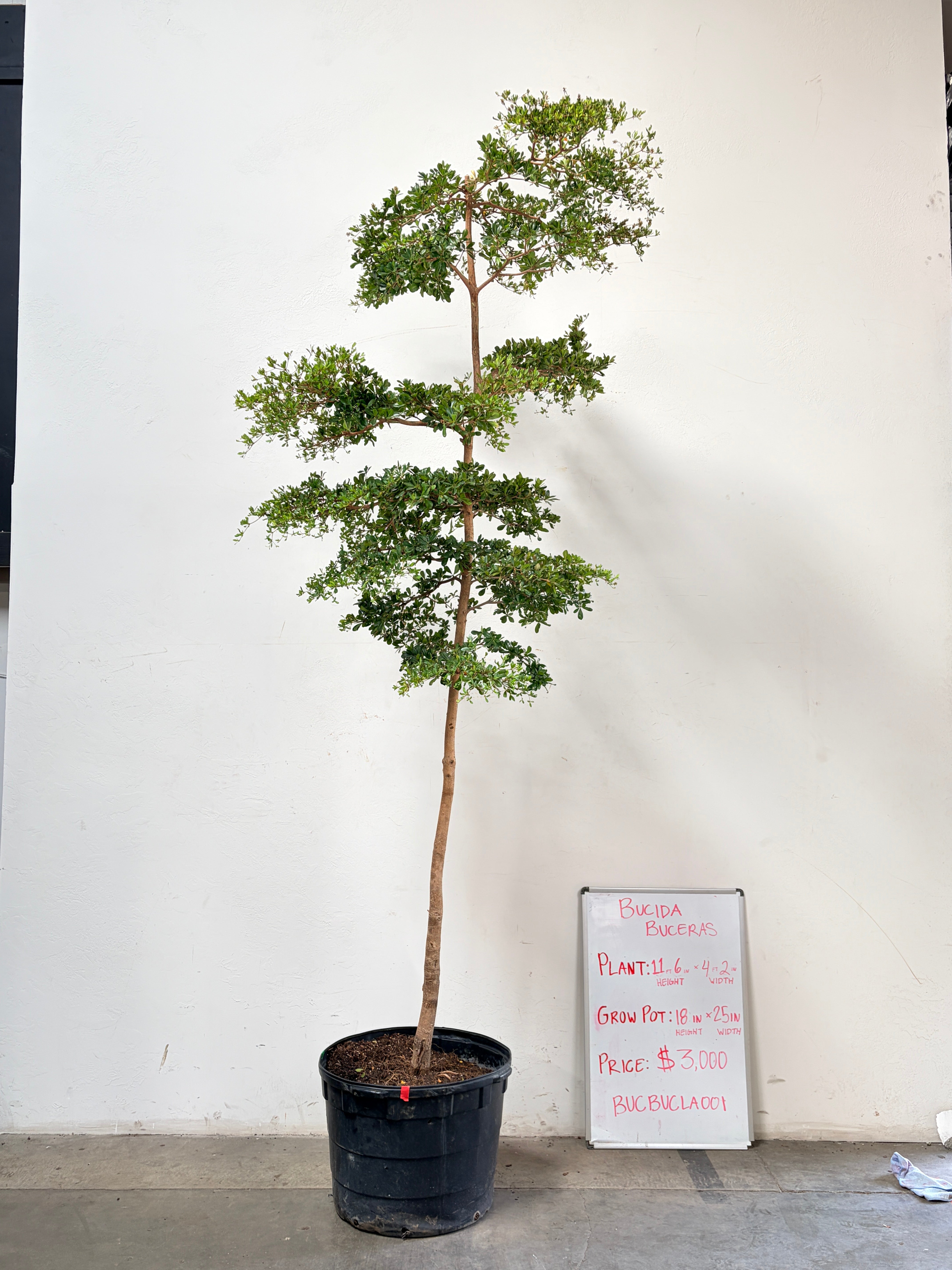 Bucida buceras BUCBUCLA001