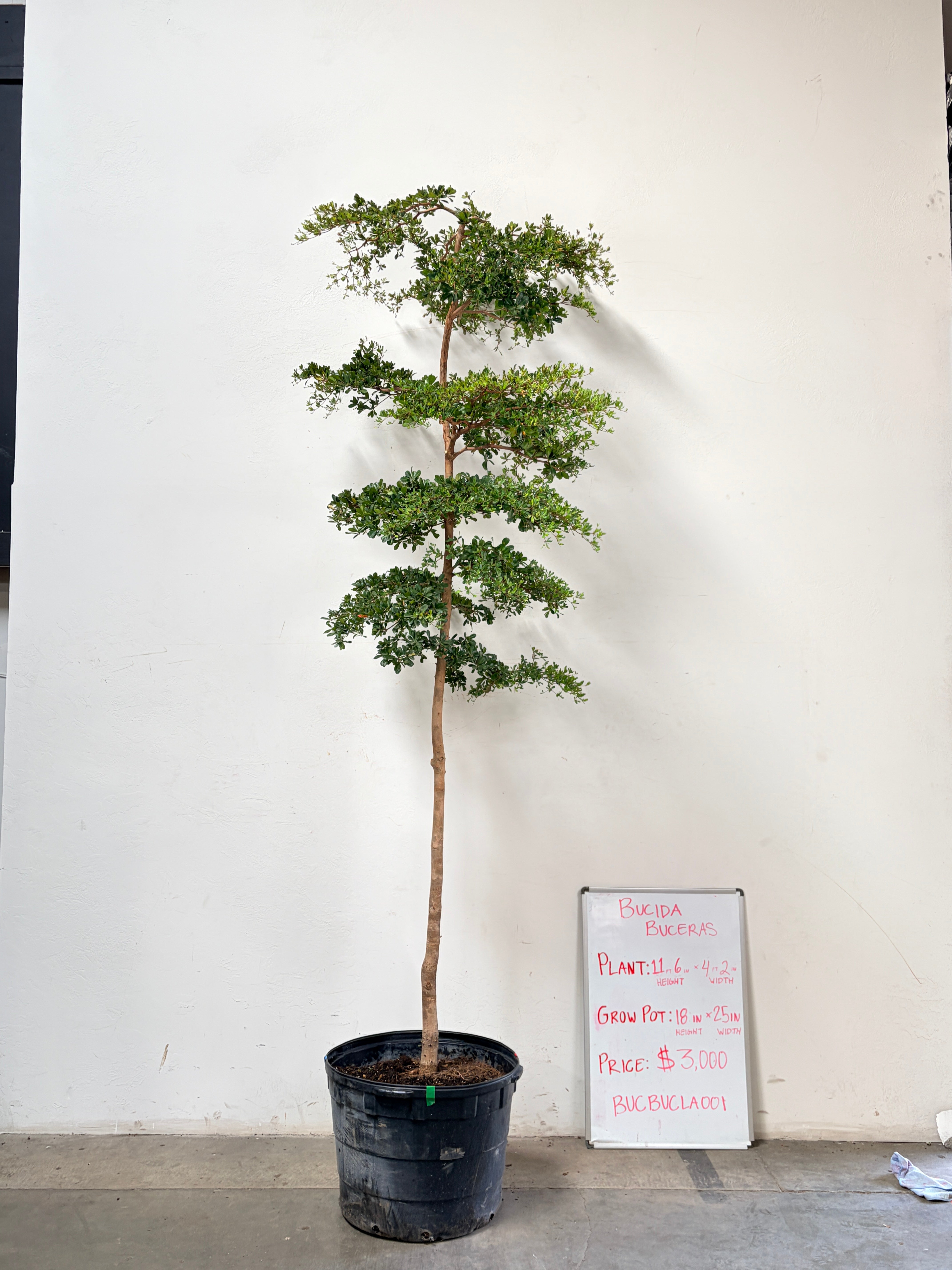 Bucida buceras BUCBUCLA001
