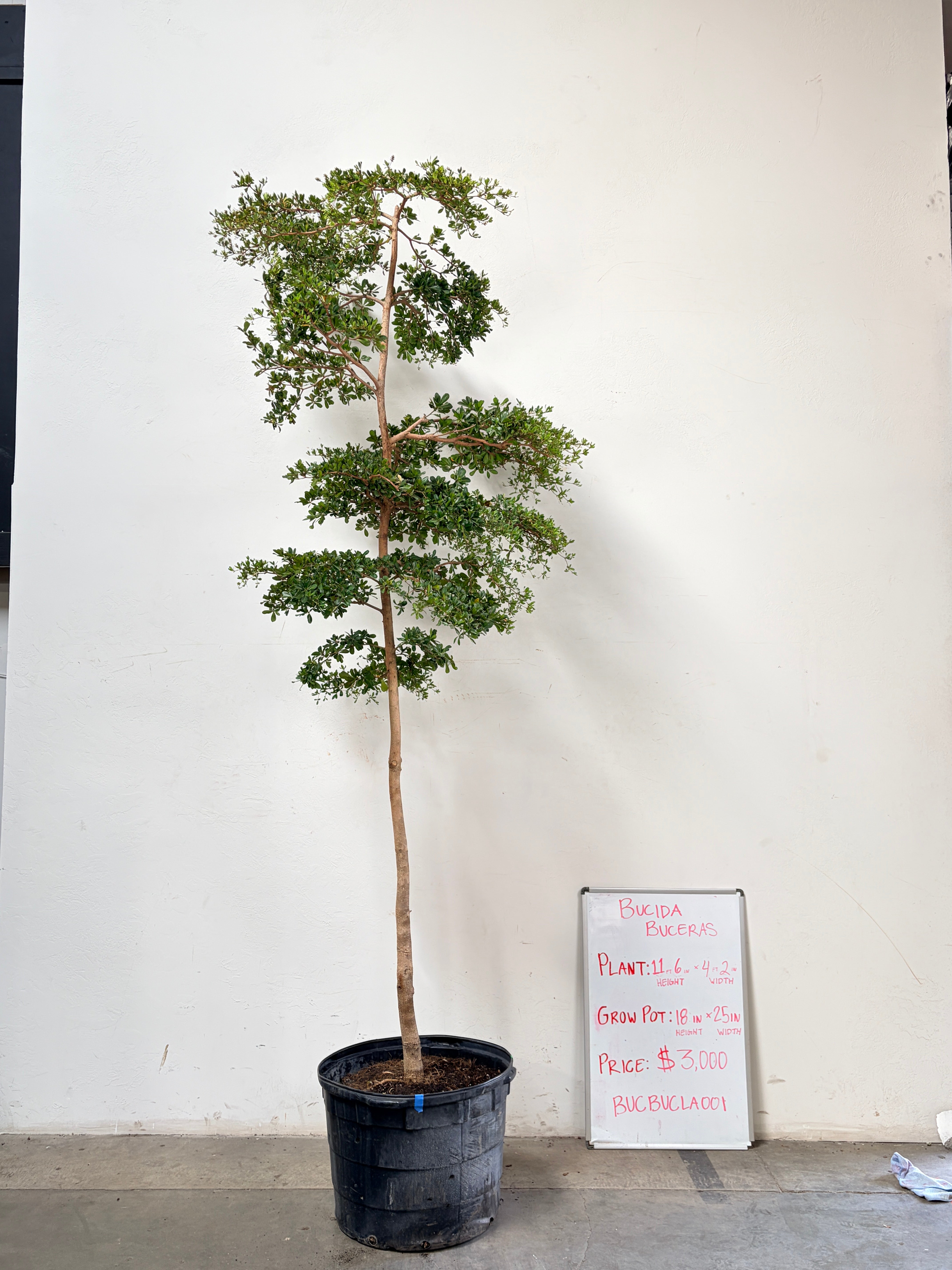 Bucida buceras BUCBUCLA001