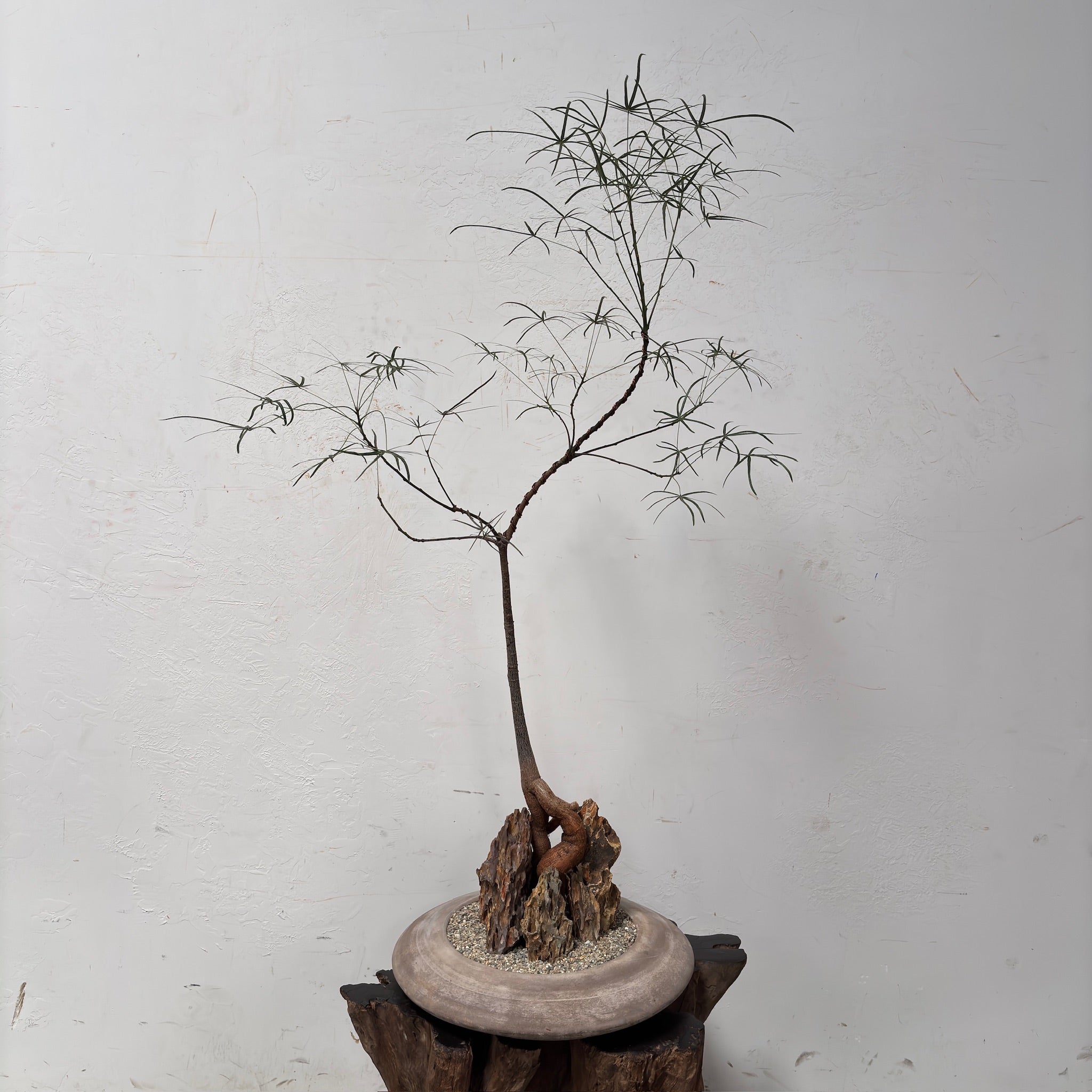 Australian Bottle Tree (Brachychiton rupestris) + Terracotta UFO Planter
