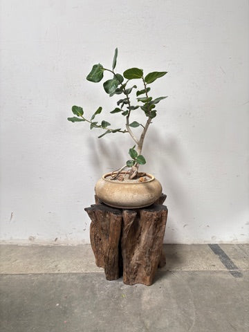 Ficus Audrey (Ficus benghalensis) + Vietnamese Terracotta Planter