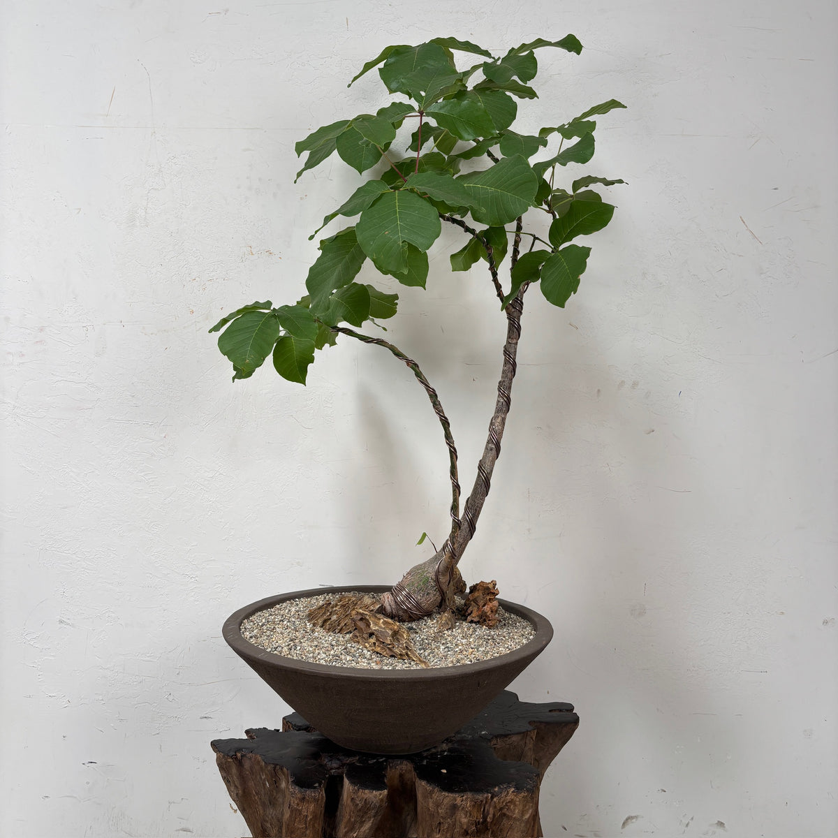 Shaving Brush Tree (Pseudobombax elpiticum) + Brown Ceramic Planter