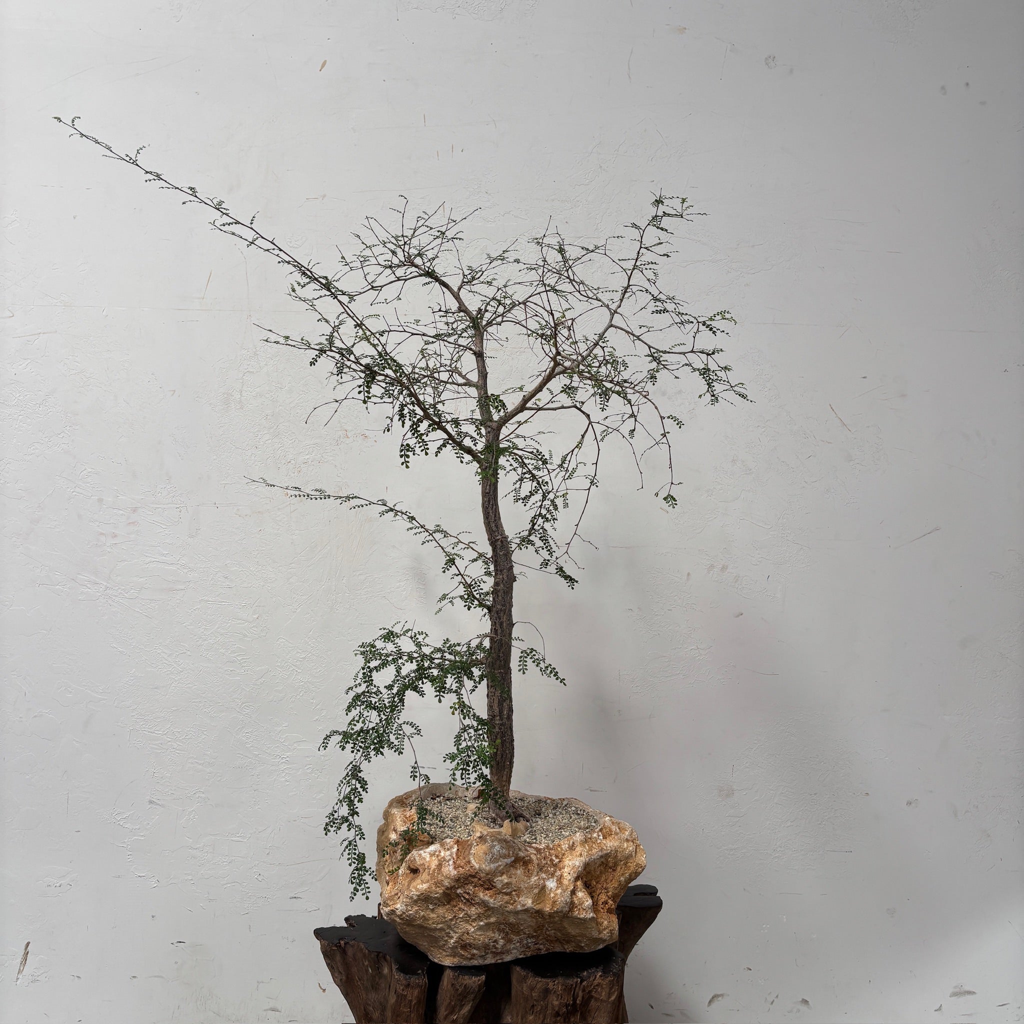 Madagascar Elephant Tree (Operculicarya decaryi) + Honey Onyx Vessel