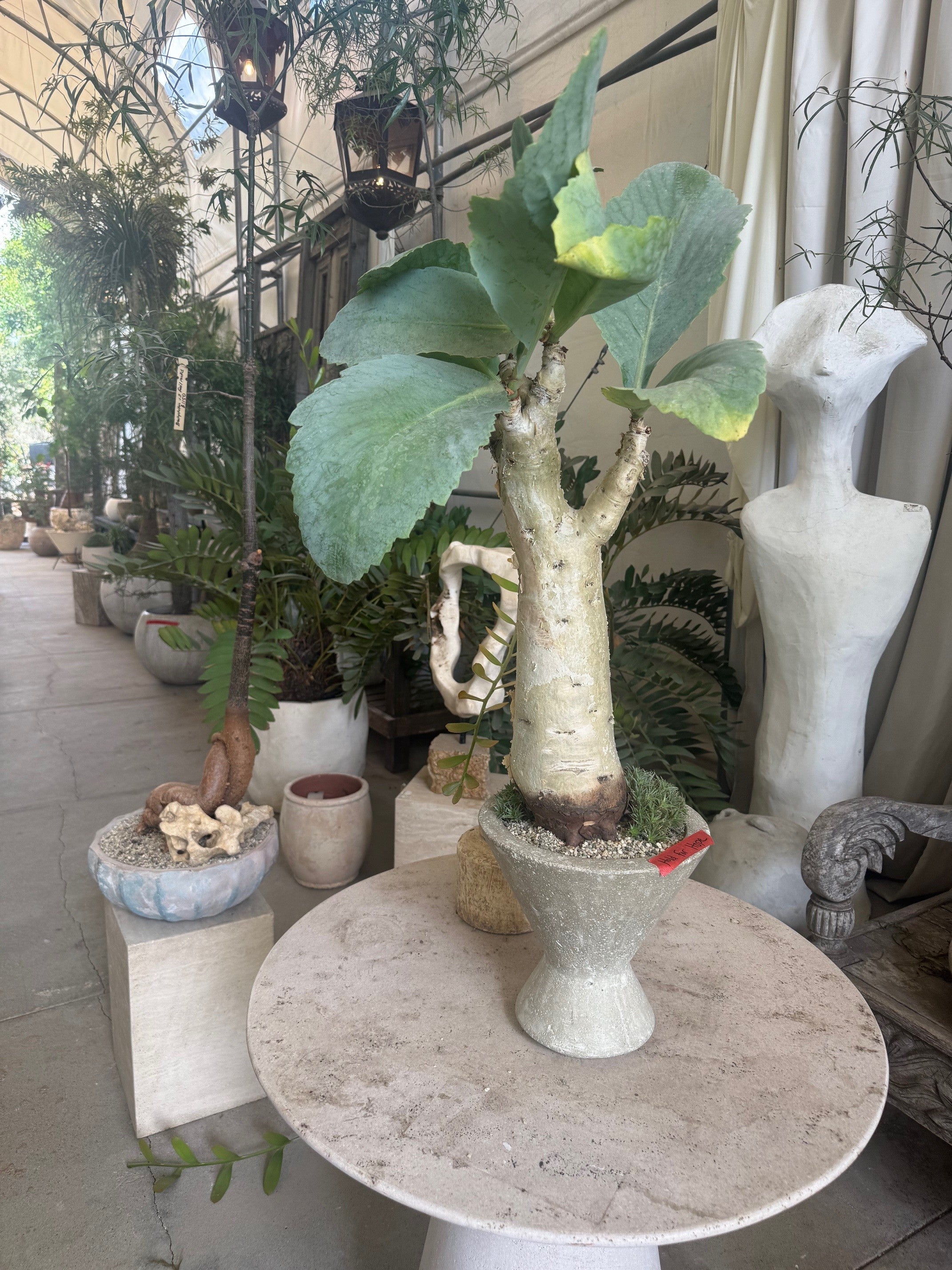 cyphostemma juttae in concrete vase VO380