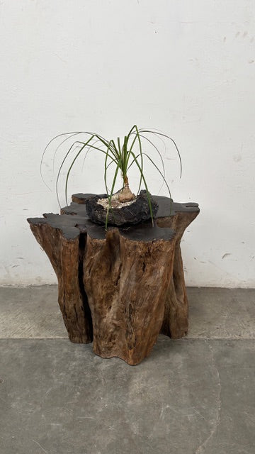 Ponytail Palm (Beaucarnea recurvata) + Lava Rock Planter