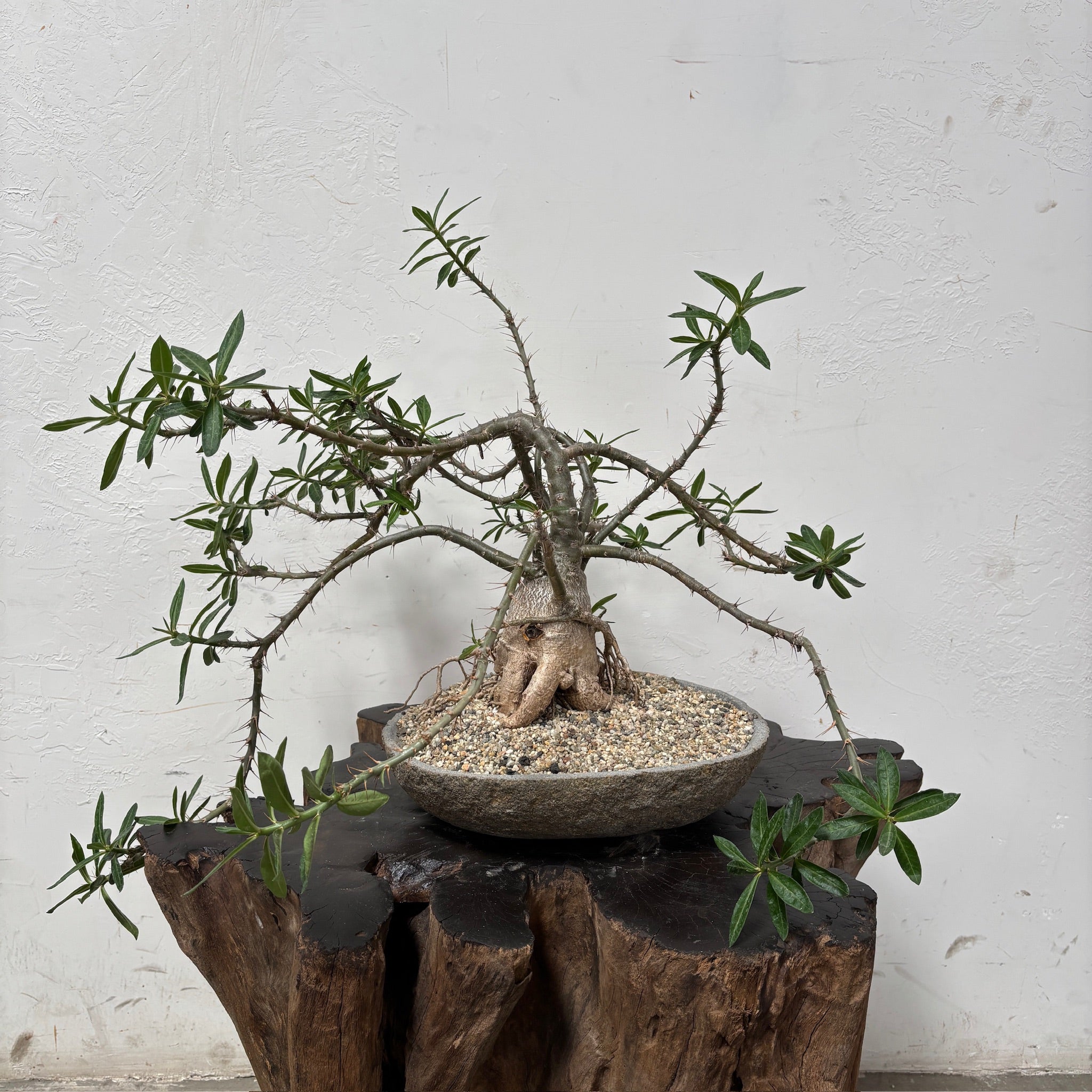 Pachypodium bispinosum + River Rock Planter