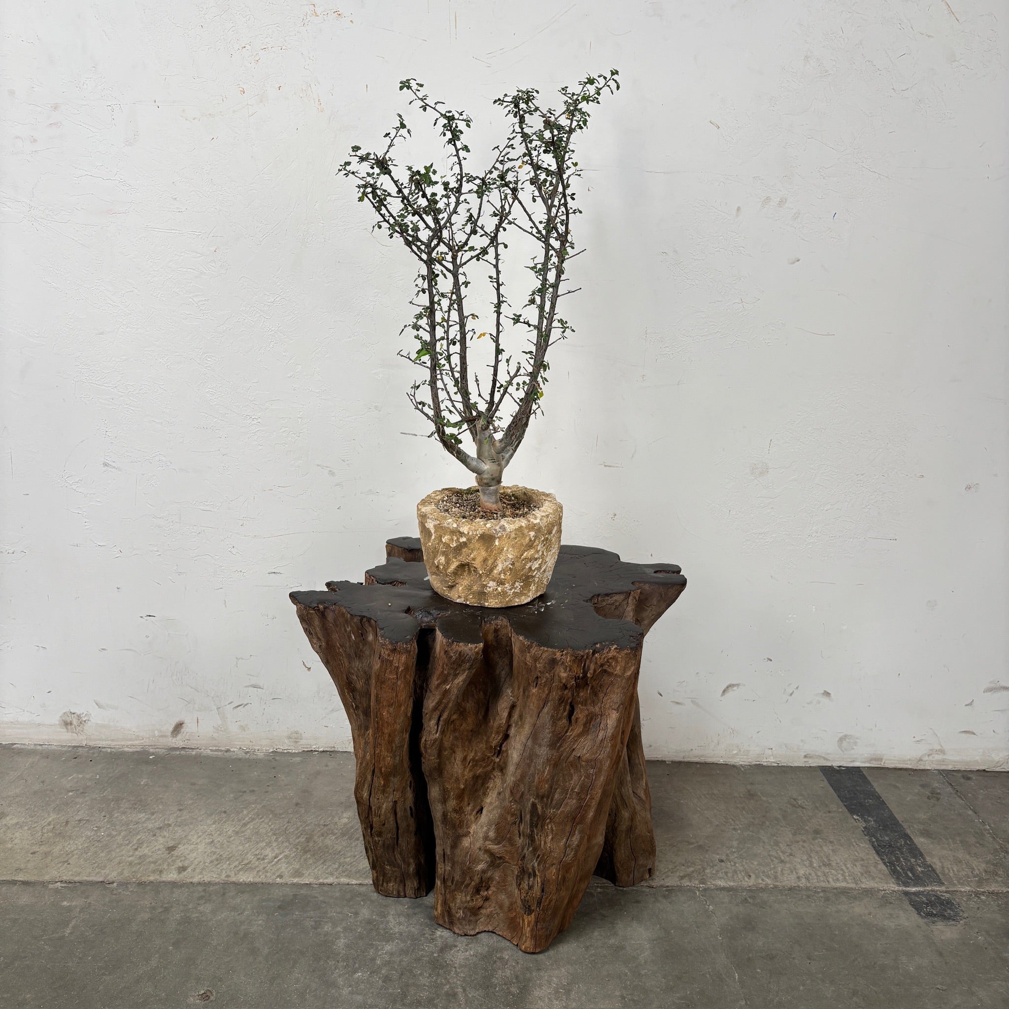 Copalwood Tree (Bursera fagaroides) + Limestone Planter