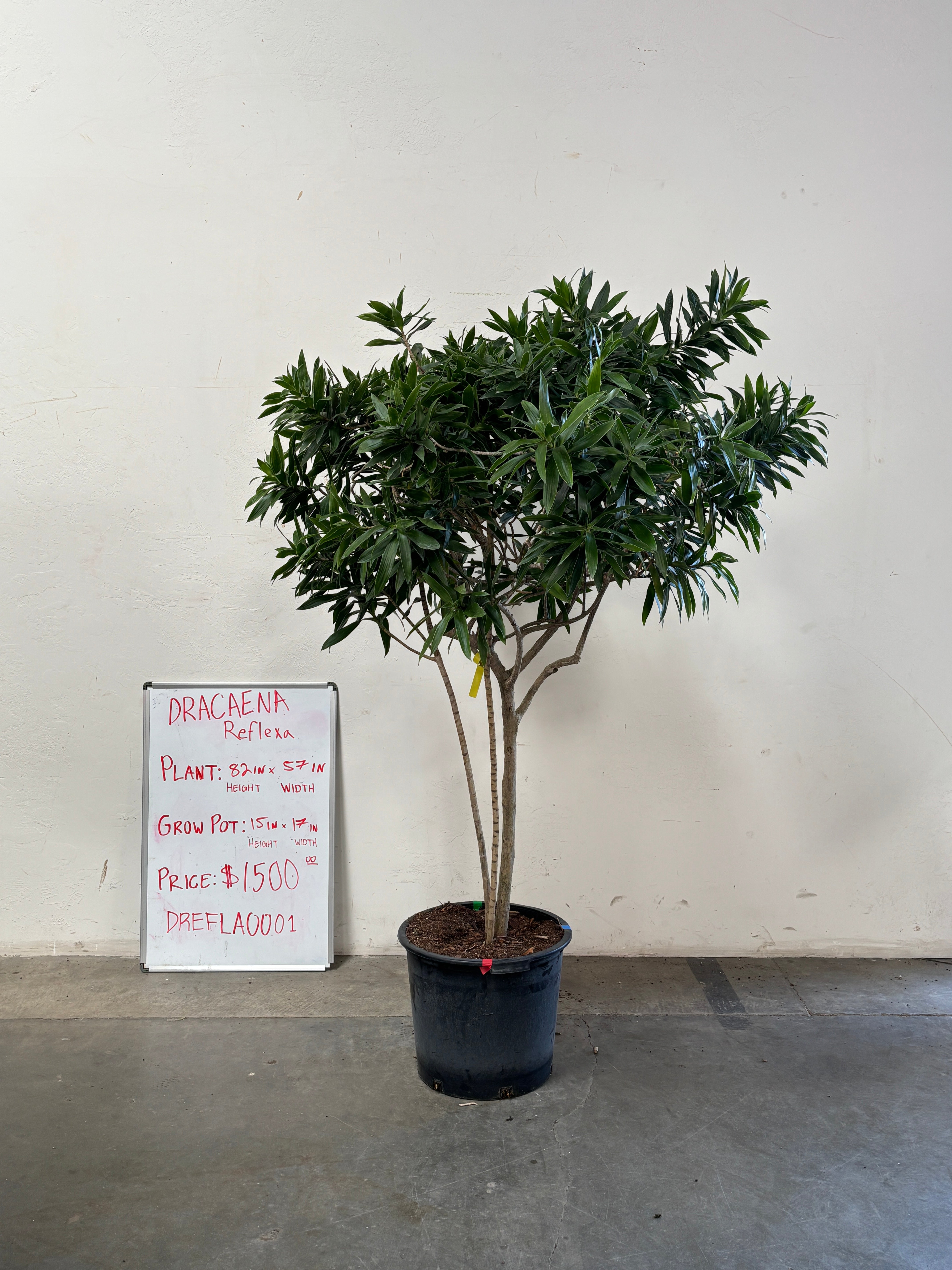 Dracaena Reflexa DREFLA001
