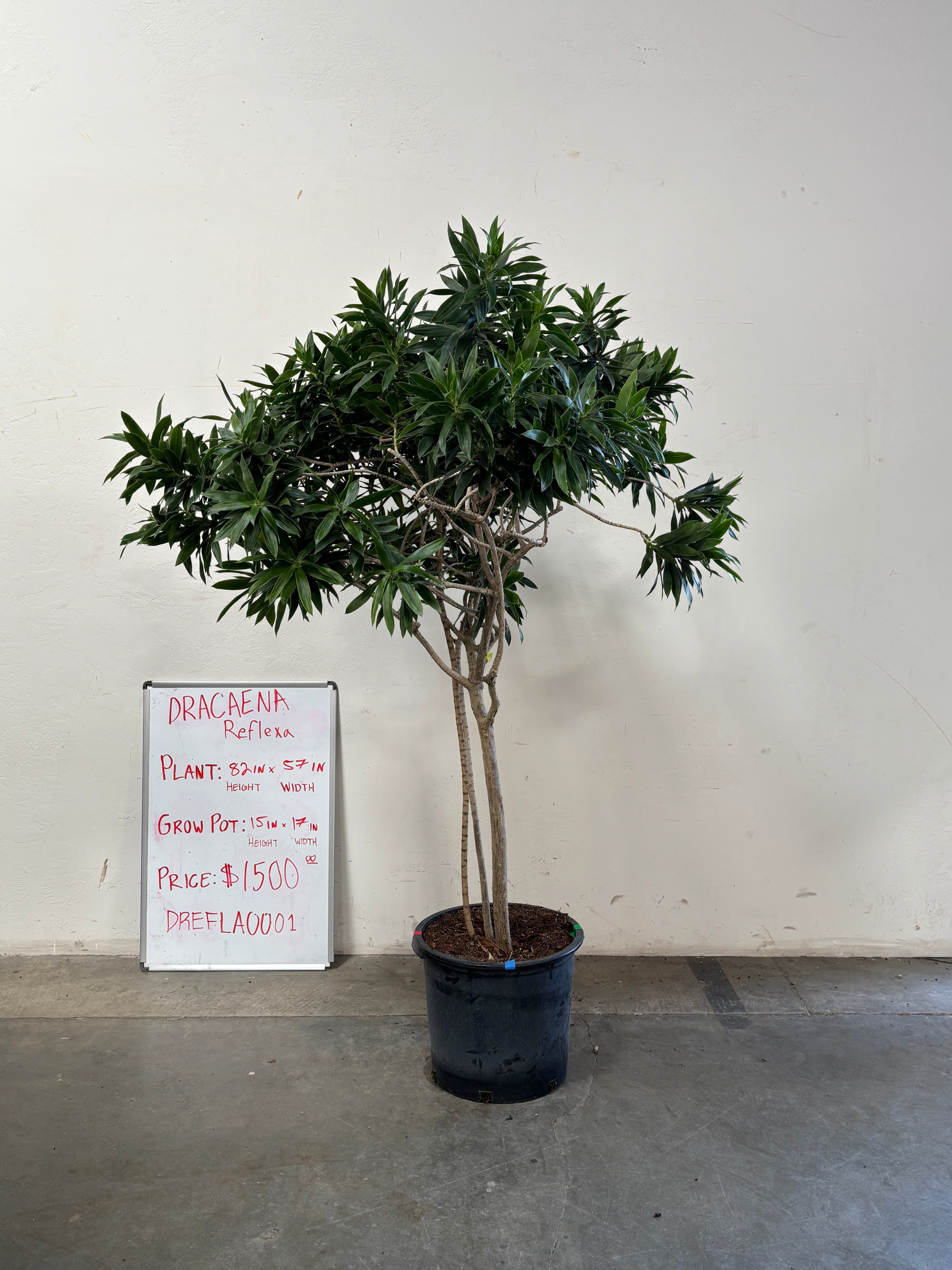Dracaena Reflexa DREFLA001