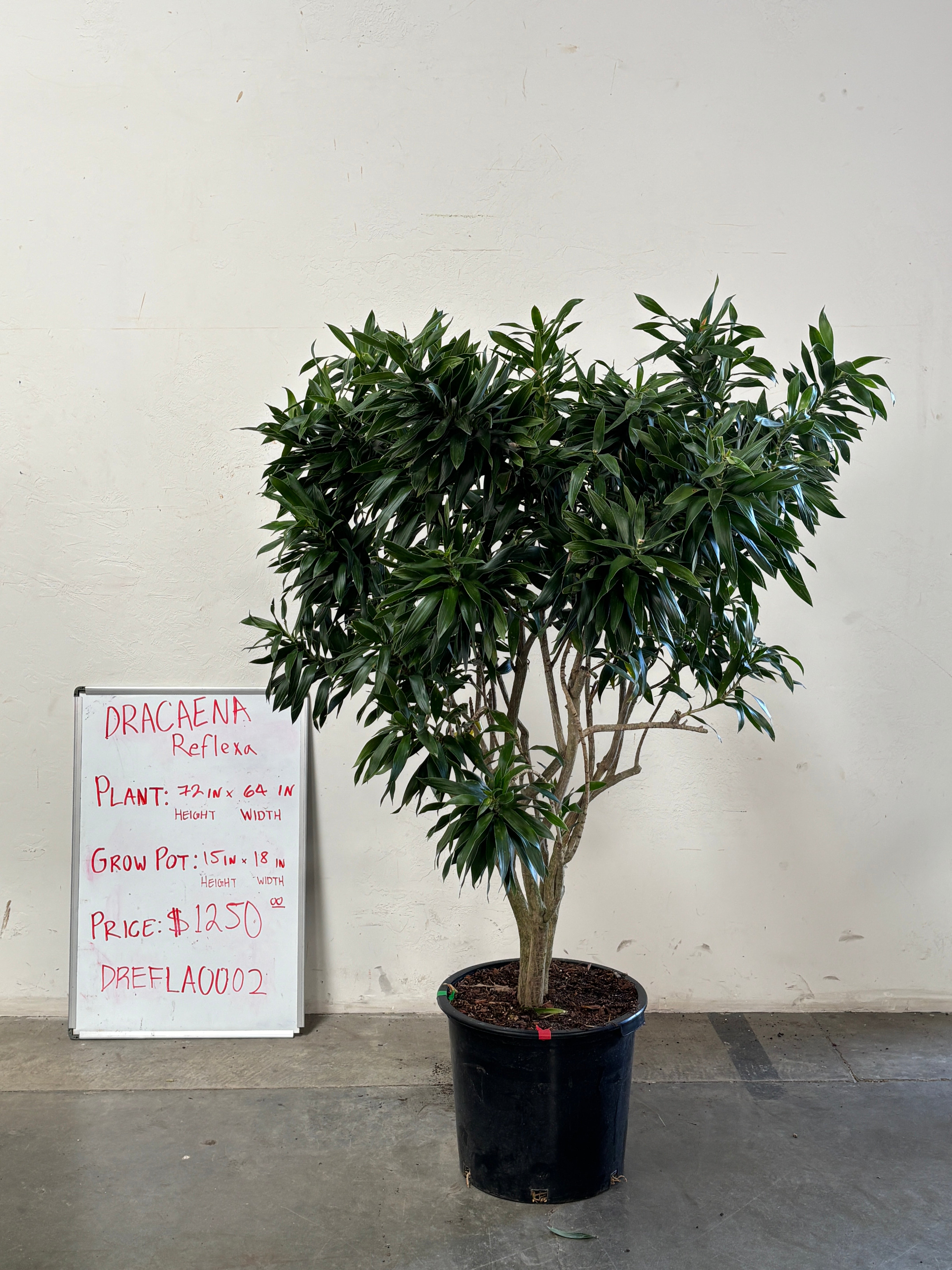 Dracaena Reflexa DREFLA002