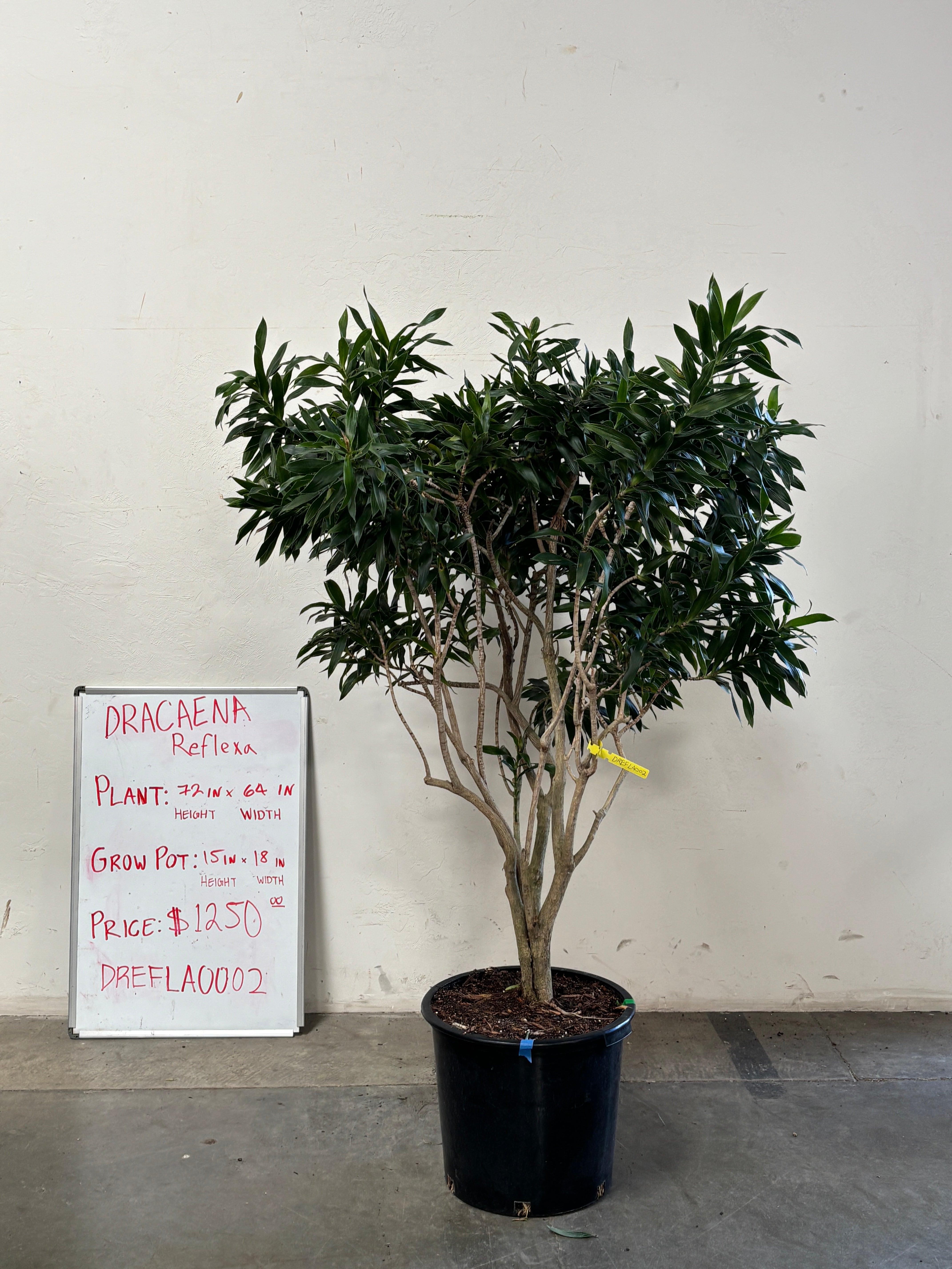Dracaena Reflexa DREFLA002