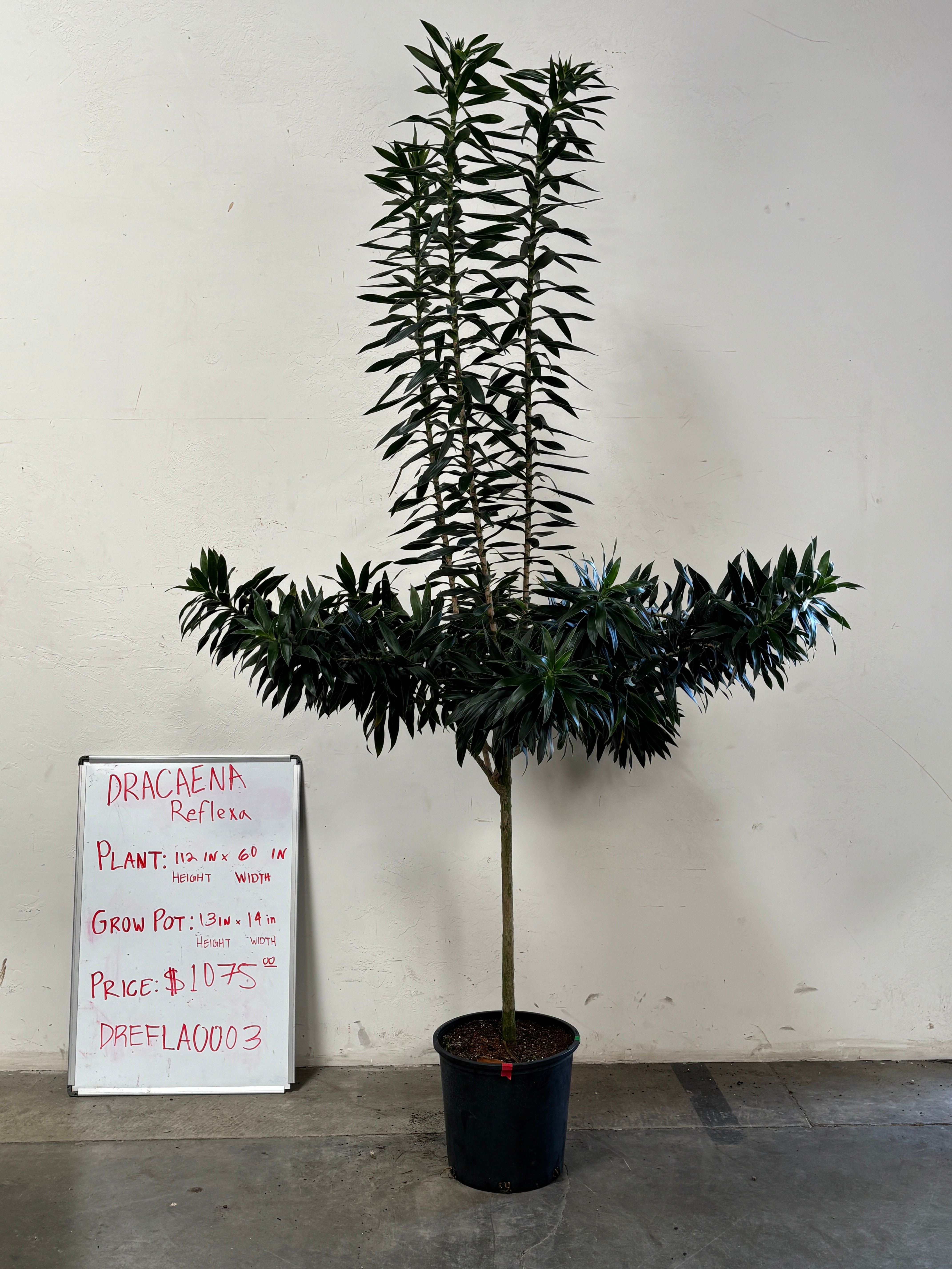 Dracaena Reflexa DREFLA003