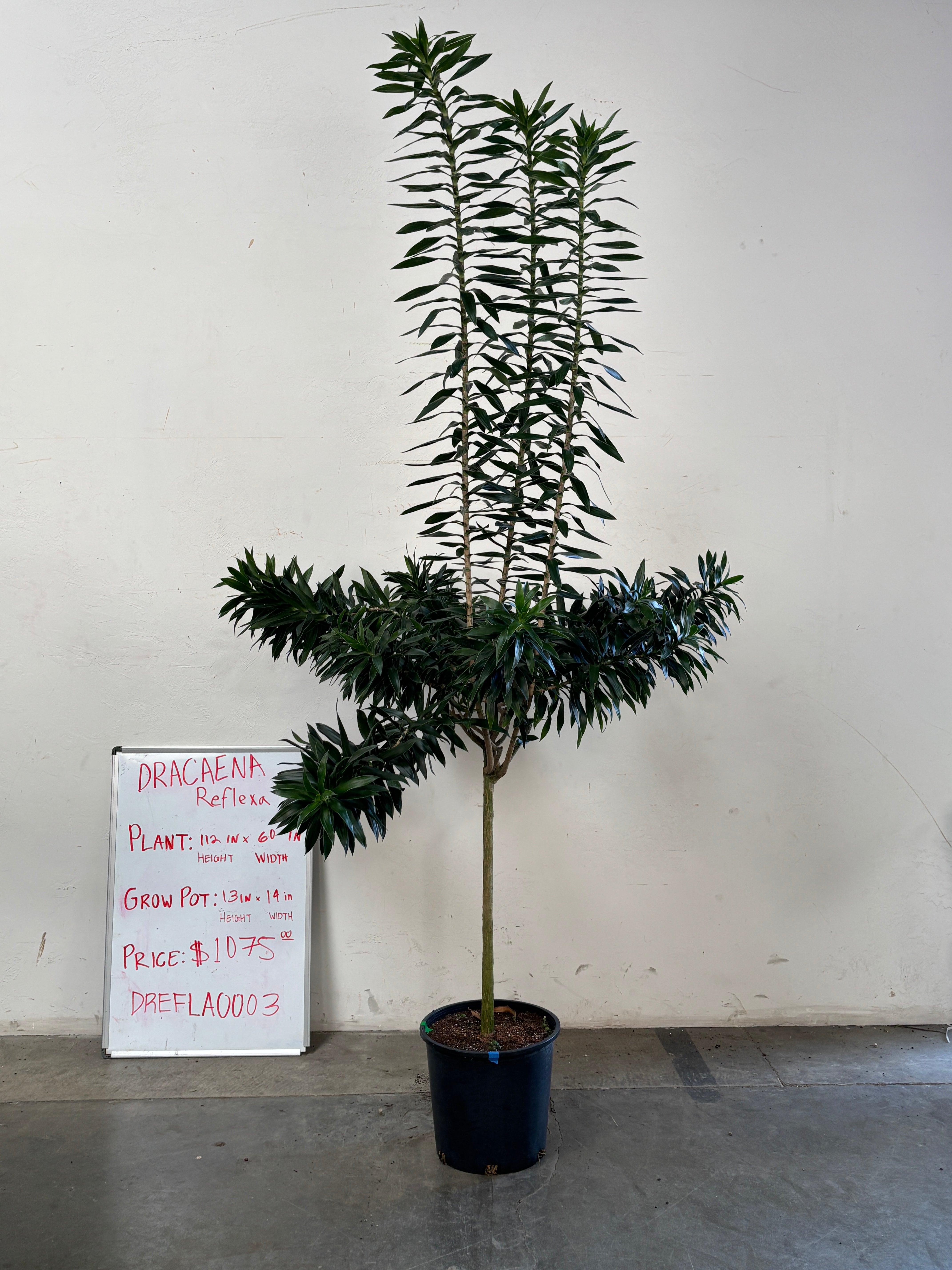 Dracaena Reflexa DREFLA003