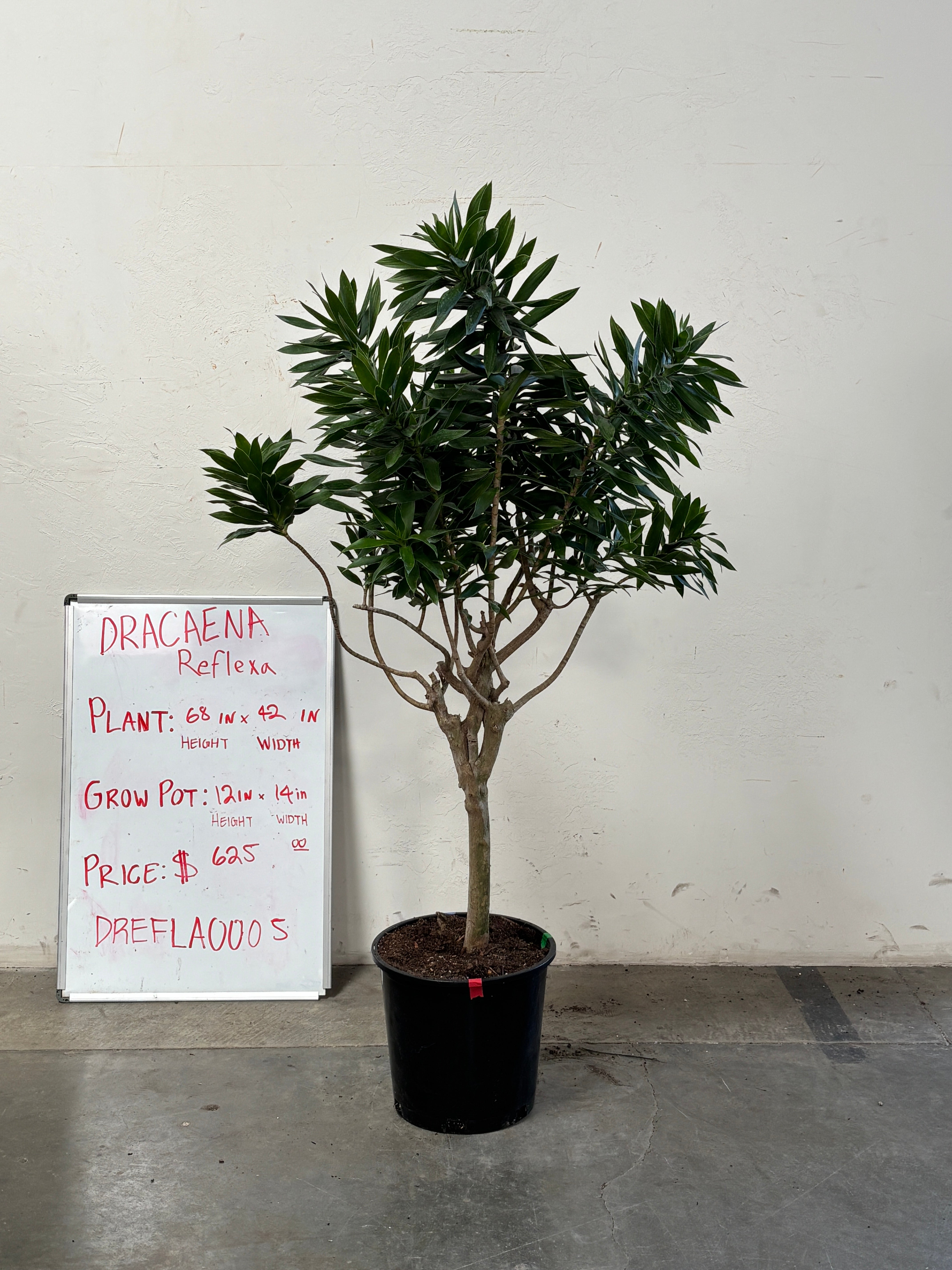 Dracaena Reflexa DREFLA005