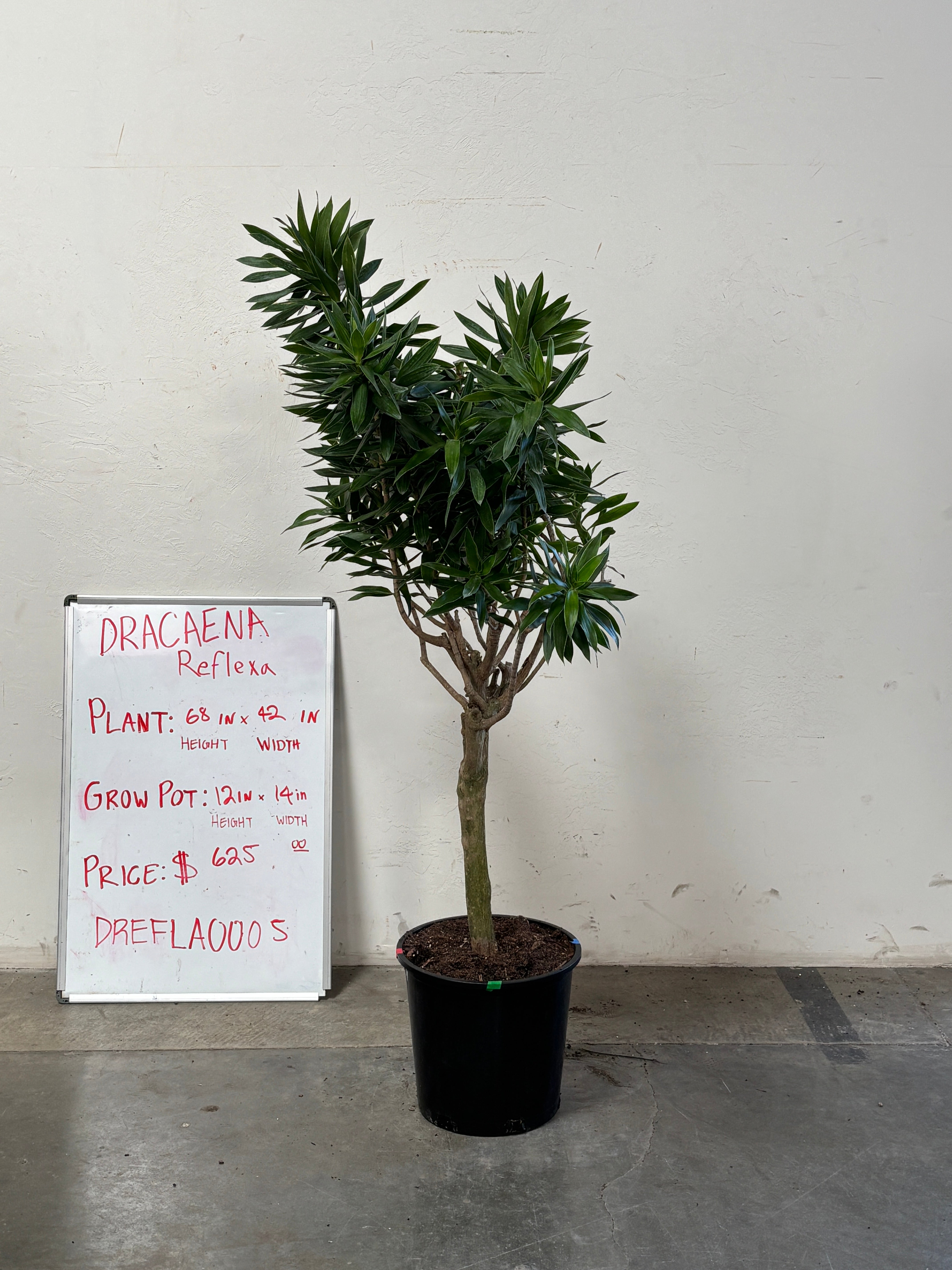 Dracaena Reflexa DREFLA005