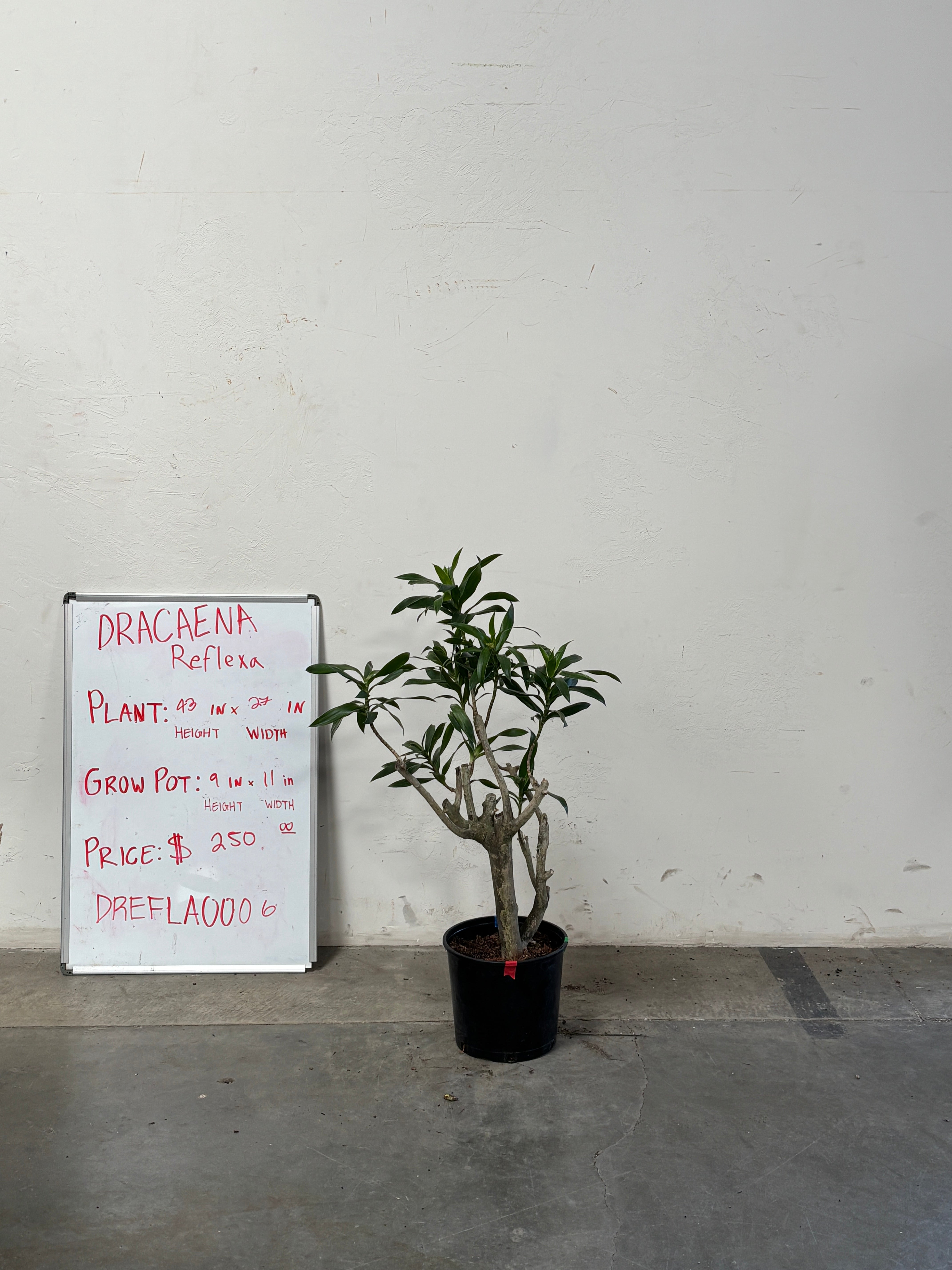 Dracaena Reflexa DREFLA006